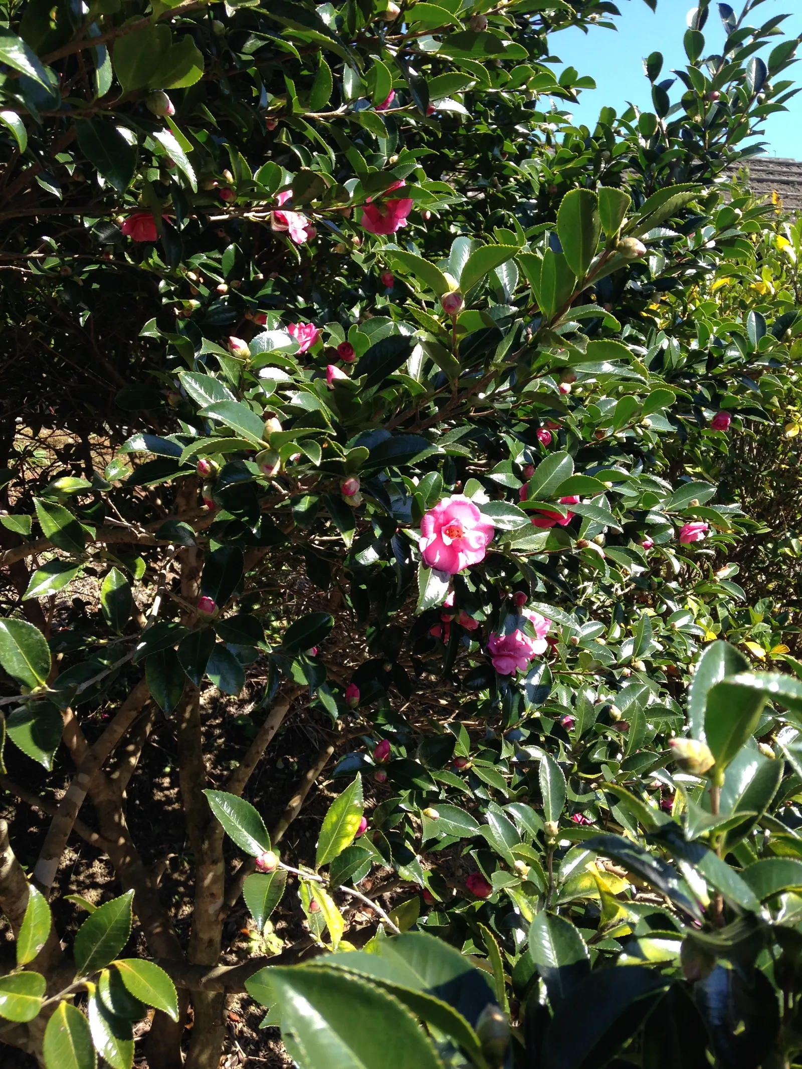 Sasanqua Camellia (Camellia Sasanqua) — is an evergreen shrub renowned for its elegant beauty and versatility in landscape design