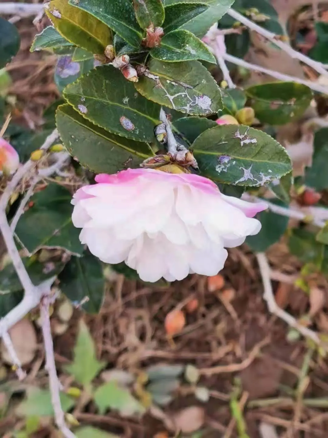 Sasanqua Camellia (Camellia Sasanqua) — it thrives in partial shade with well-drained; preferring well-draining acidic soil with partial shade to, image 103