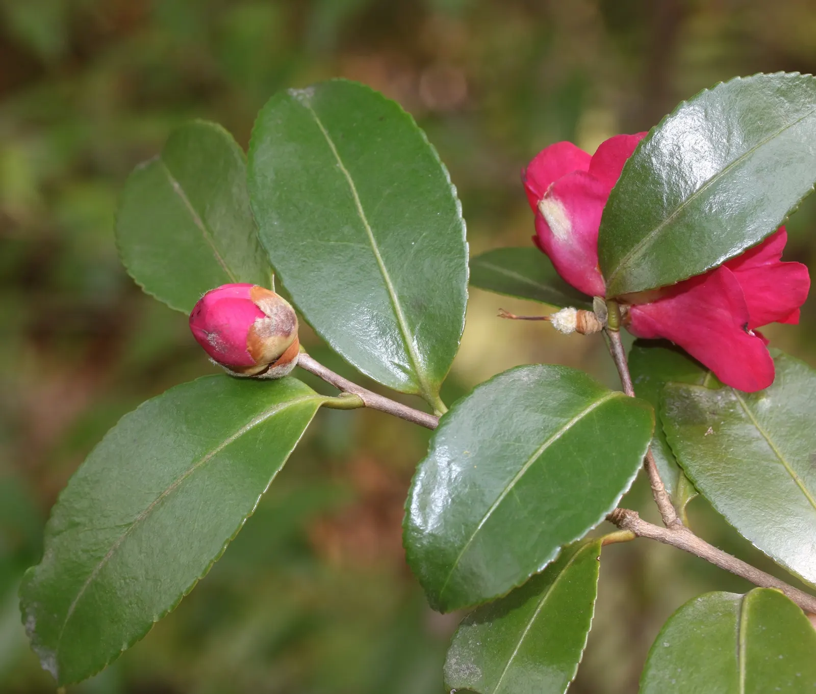 Sasanqua Camellia (Camellia Sasanqua) — naturally rounded shape with time.<br><br>Blooming from fall into the winter, image 63