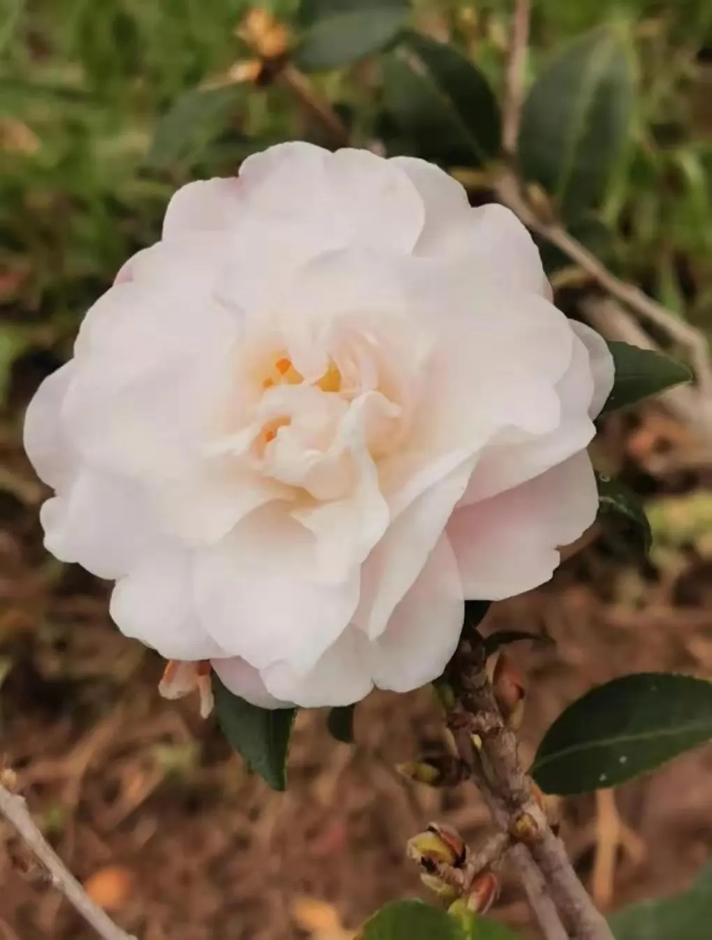Sasanqua Camellia (Camellia Sasanqua) — <br><br>This species thrives in USDA Hardiness Zones 7 through 9