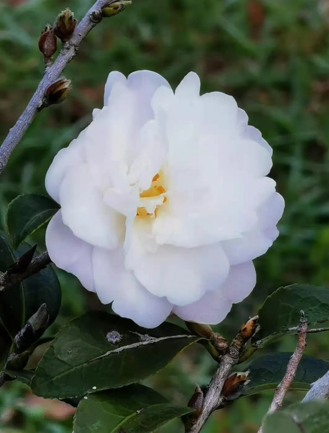 Sasanqua Camellia (Camellia Sasanqua) — The bloom size varies from about 1.5 to 3 inches in diameter; it holds great importance for its exquisite, image 91