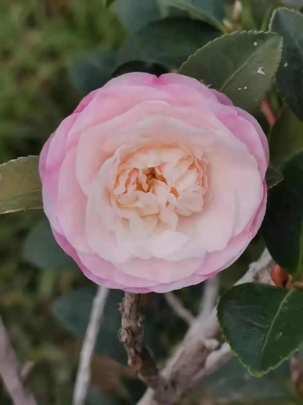 Sasanqua Camellia (Camellia Sasanqua) — Camellia sasanqua is also relatively drought-tolerant once established and requires minimal pruning; easing into an