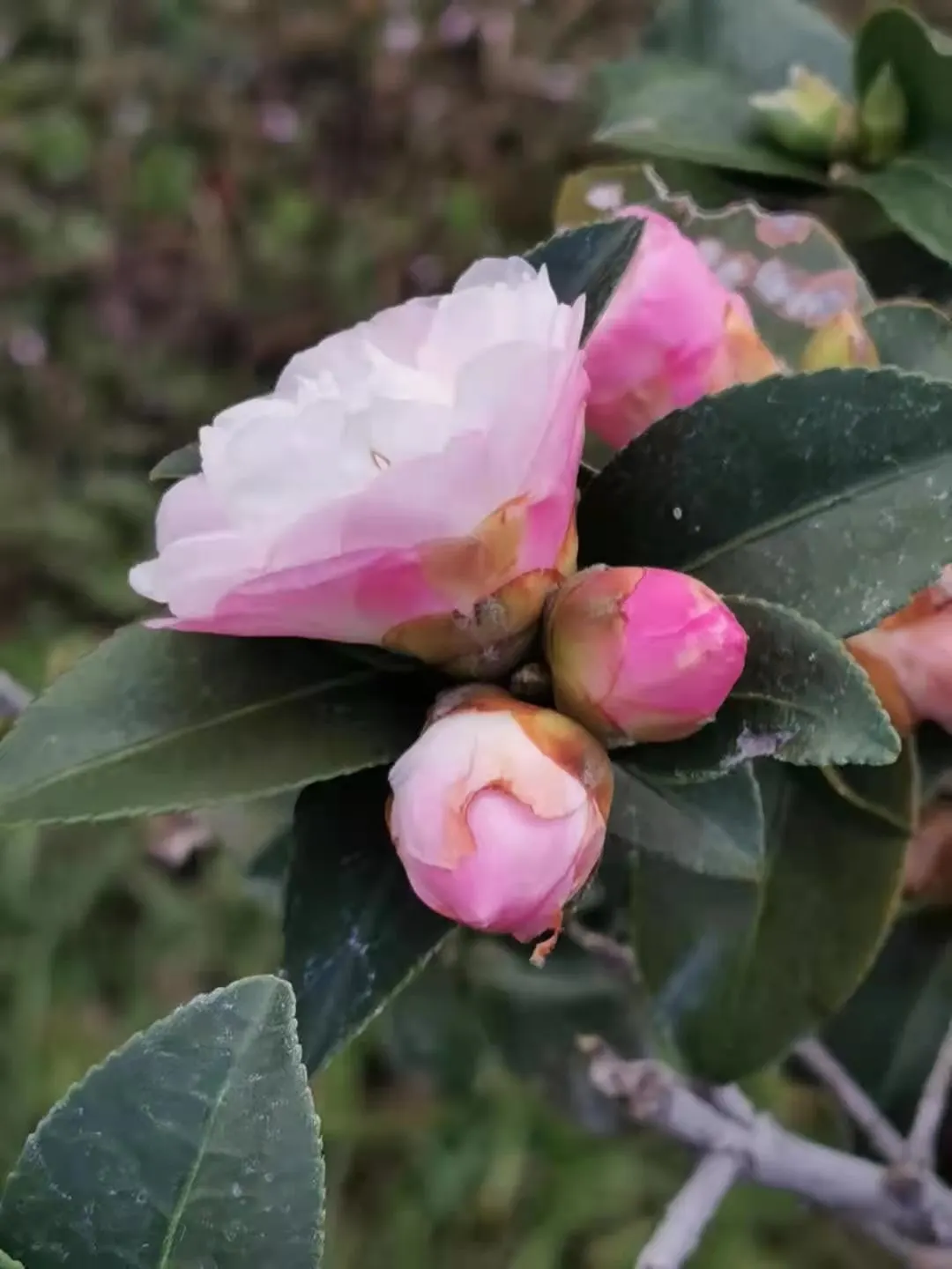 Sasanqua Camellia (Camellia Sasanqua) — Camellia sasanqua is also relatively drought-tolerant once established and requires minimal pruning; easing, image 95