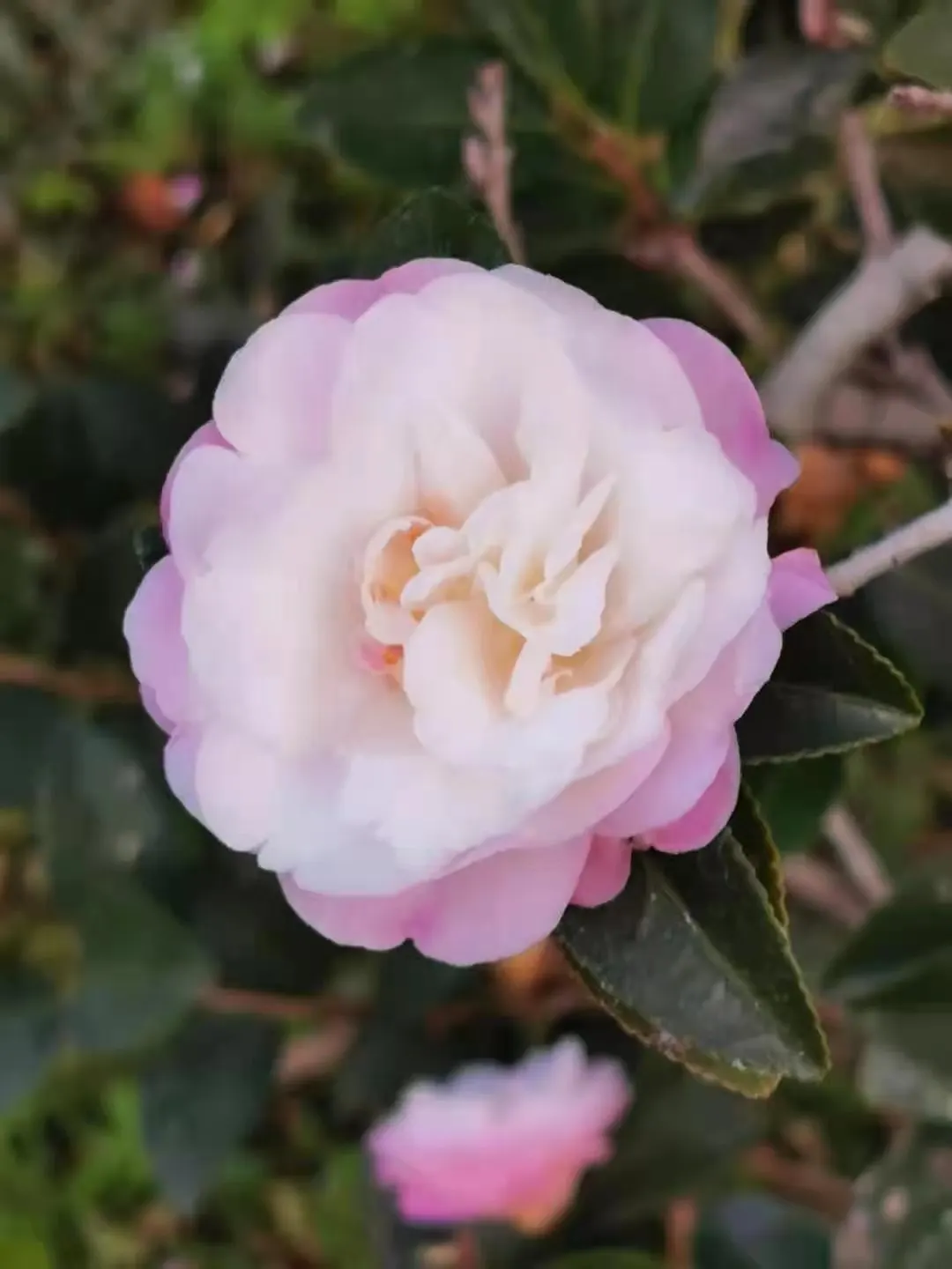 Sasanqua Camellia (Camellia Sasanqua) — it boasts an array of flower forms from simple single petals to more intricate semi-double or double, image 64