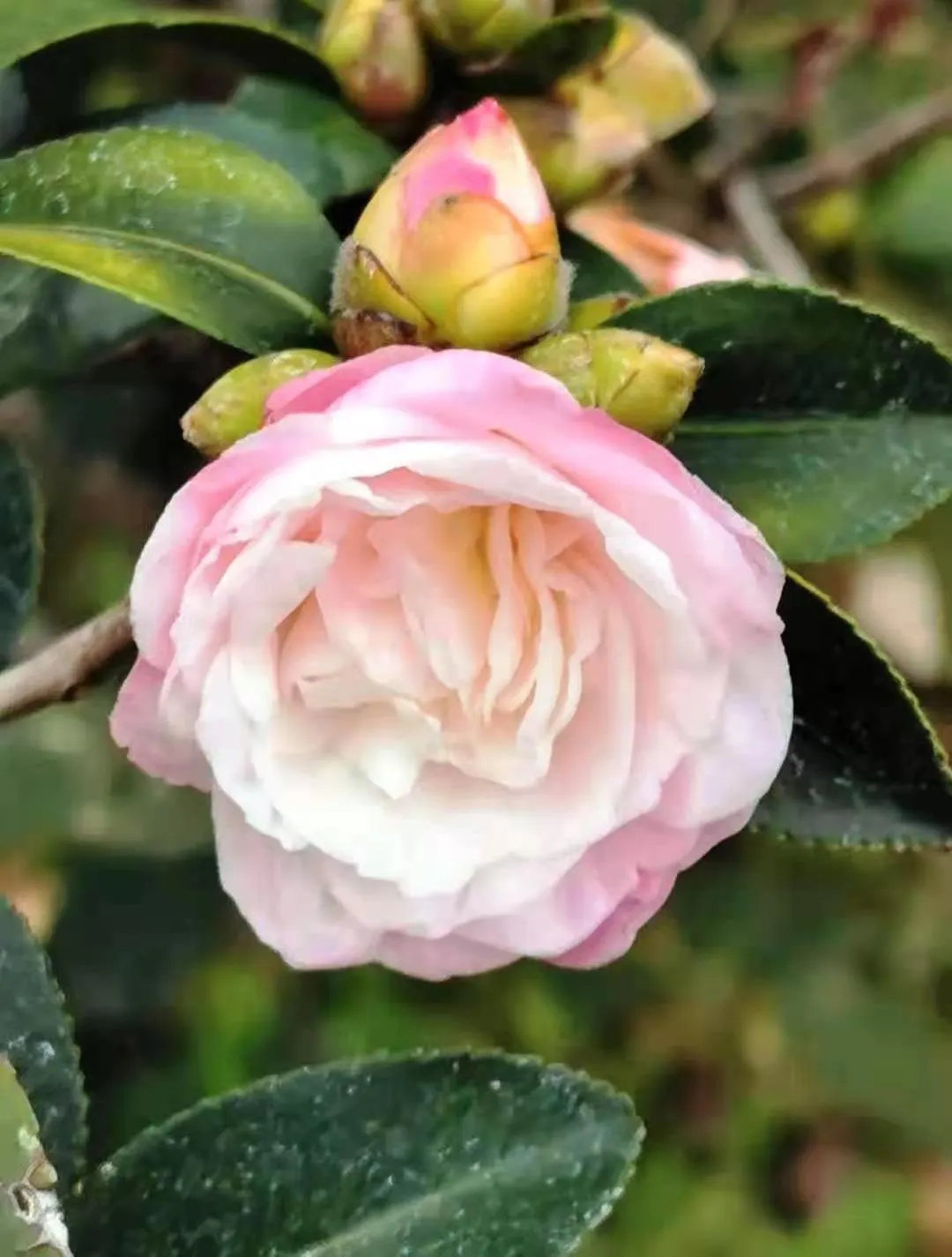 Sasanqua Camellia (Camellia Sasanqua) — commonly referred to as Sasanqua Camellia; or even container gardening, image 57