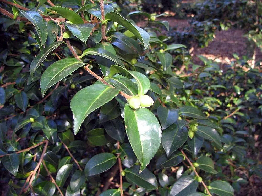 Sasanqua Camellia (Camellia Sasanqua) — This plant's glossy foliage and cascades of white; multi-colored and pink flowers in the garden, image 79