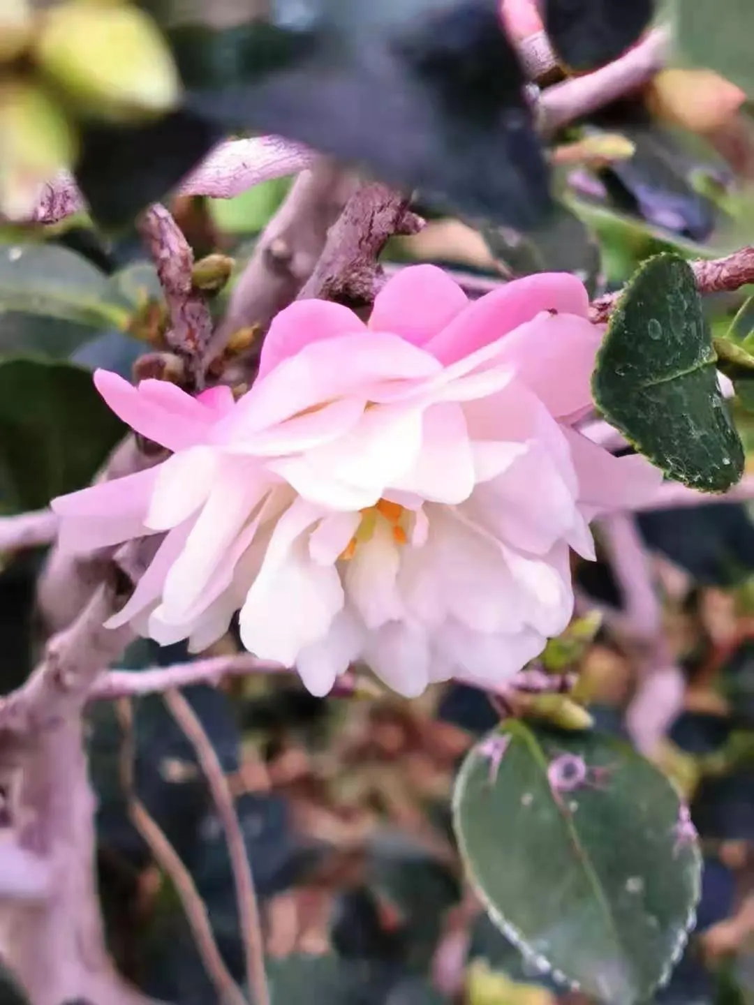 Sasanqua Camellia (Camellia Sasanqua) — and year-round interest with its evergreen demeanor and seasonal floral charm
