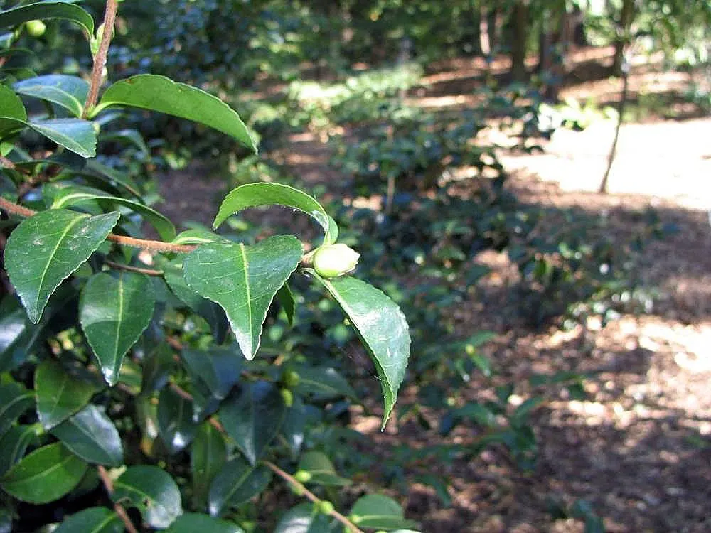 Sasanqua Camellia (Camellia Sasanqua) — preferring well-draining acidic soil with partial shade to full sun exposure