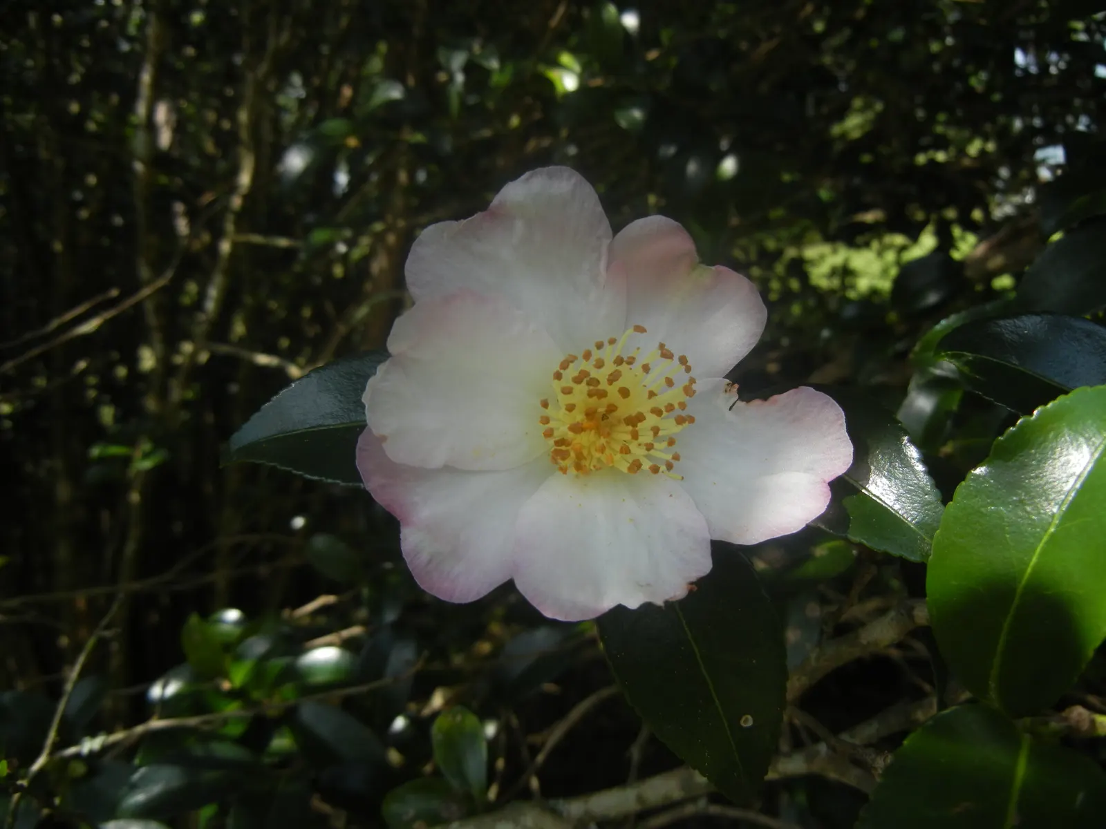 Sasanqua Camellia (Camellia Sasanqua) — However, it's imperative to shelter them from intense afternoon rays; or red petals offer a stunning contrast in