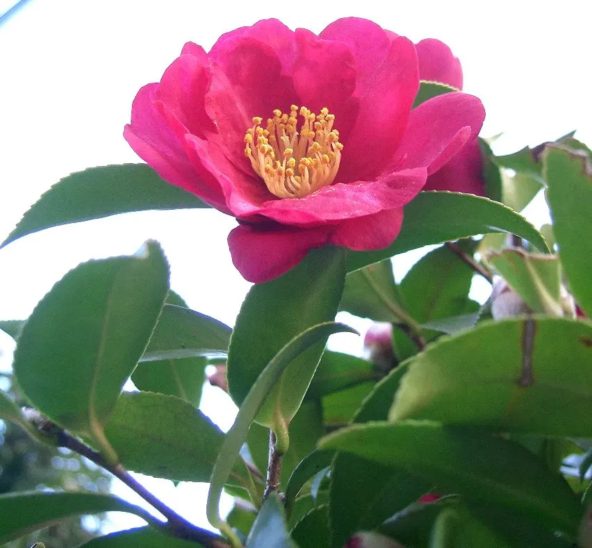 Sasanqua Camellia (Camellia Sasanqua) — However, it's imperative to shelter them from intense afternoon rays