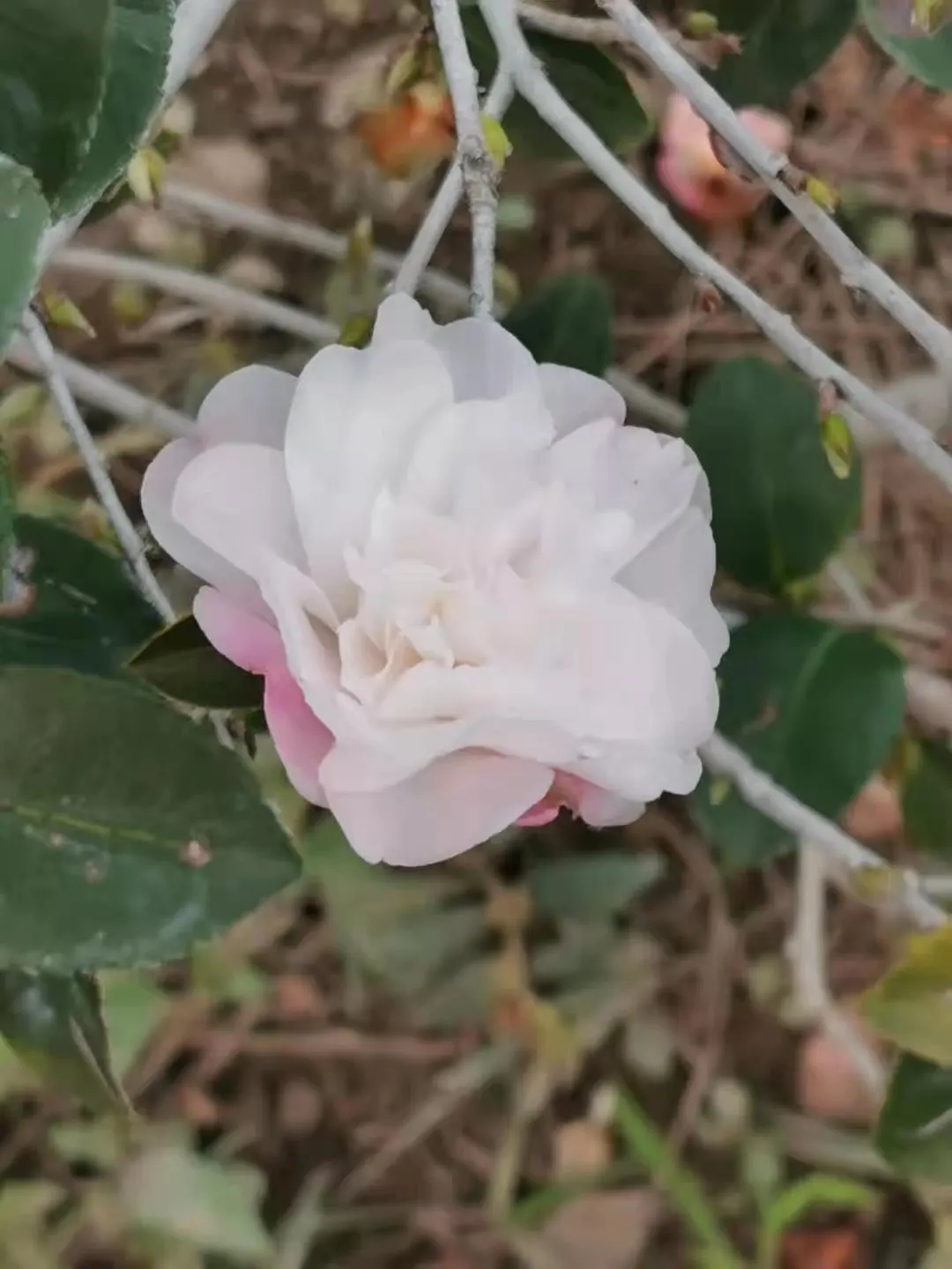 Sasanqua Camellia (Camellia Sasanqua) — Typically reaching 4-12 feet in height and 5-10 feet in width