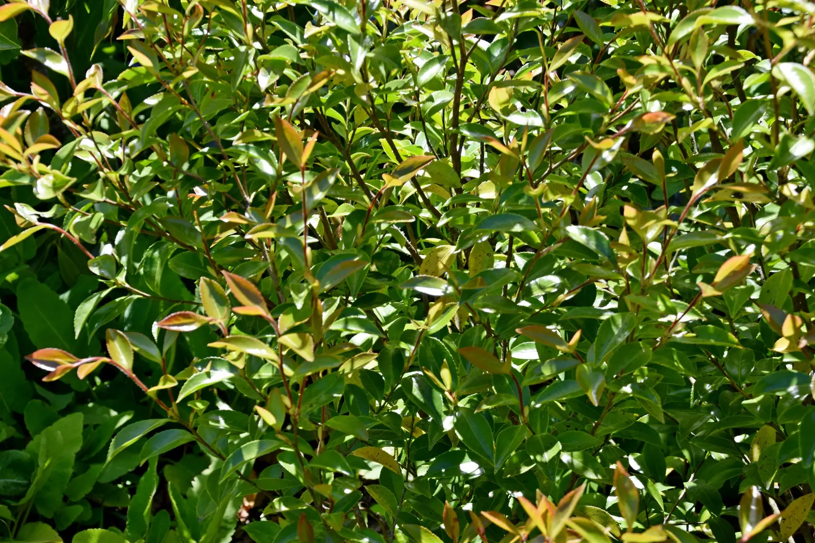Sasanqua Camellia (Camellia Sasanqua) — Camellia sasanqua is also relatively drought-tolerant once established and requires minimal pruning; easing, image 70