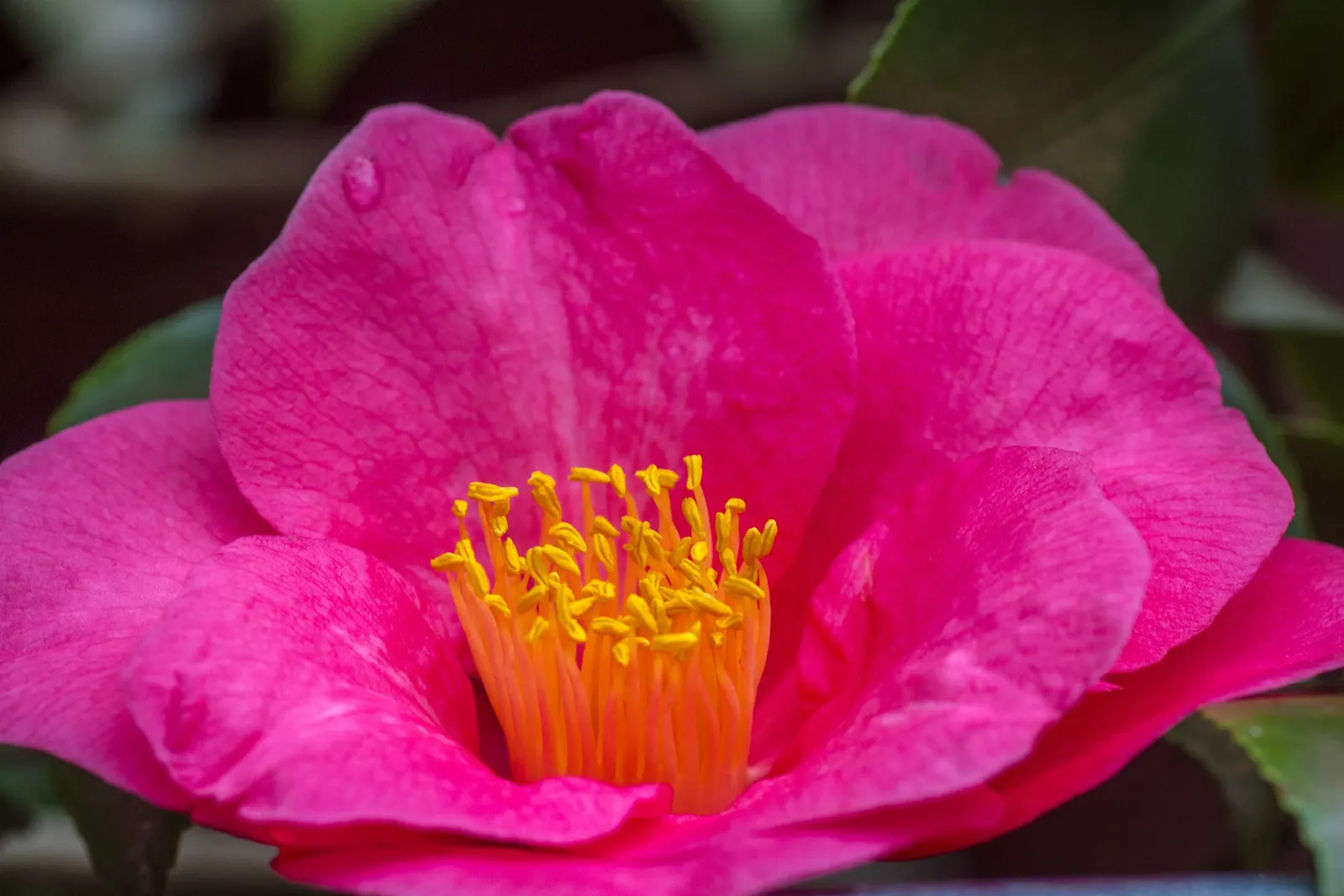 Sasanqua Camellia (Camellia Sasanqua) — To ensure robust growth and bountiful flowering