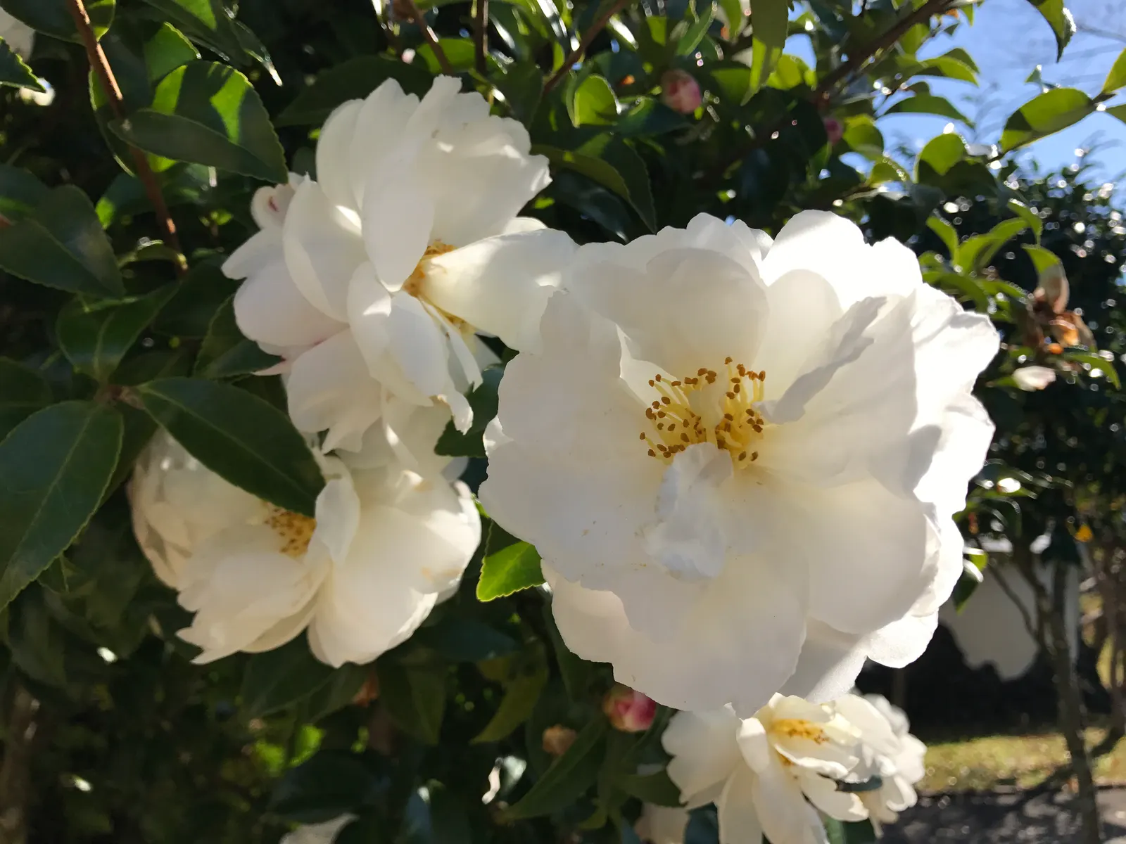 Sasanqua Camellia (Camellia Sasanqua) — easing into an attractive