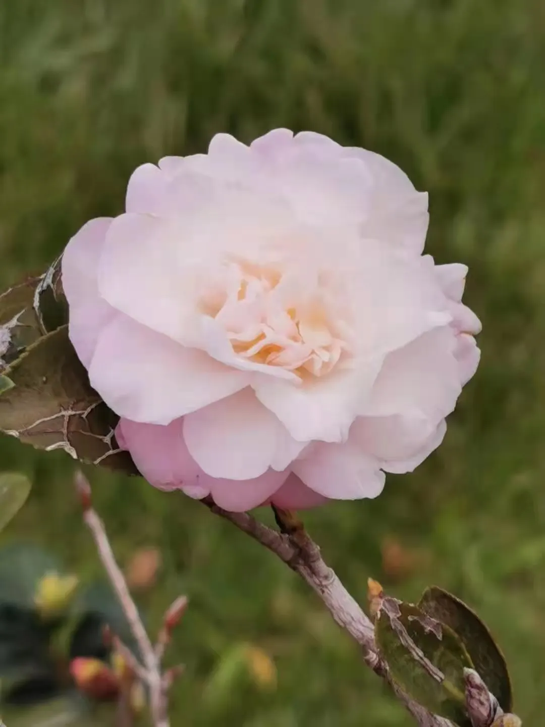 Sasanqua Camellia (Camellia Sasanqua) — This plant's glossy foliage and cascades of white; multi-colored and pink flowers in the garden, image 104