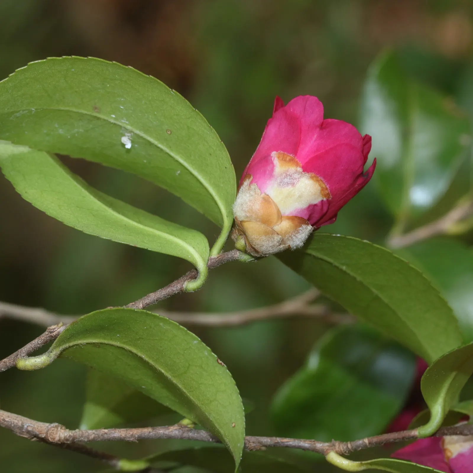 Sasanqua Camellia (Camellia Sasanqua) — However, it's imperative to shelter them from intense afternoon rays; or red petals offer a stunning, image 69