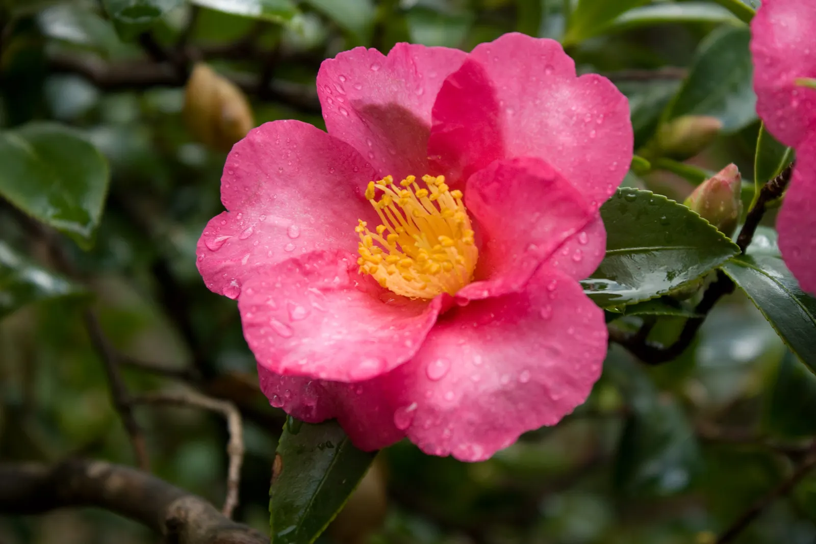 Sasanqua Camellia (Camellia Sasanqua) — naturally rounded shape with time.<br><br>Blooming from fall into the winter, image 88