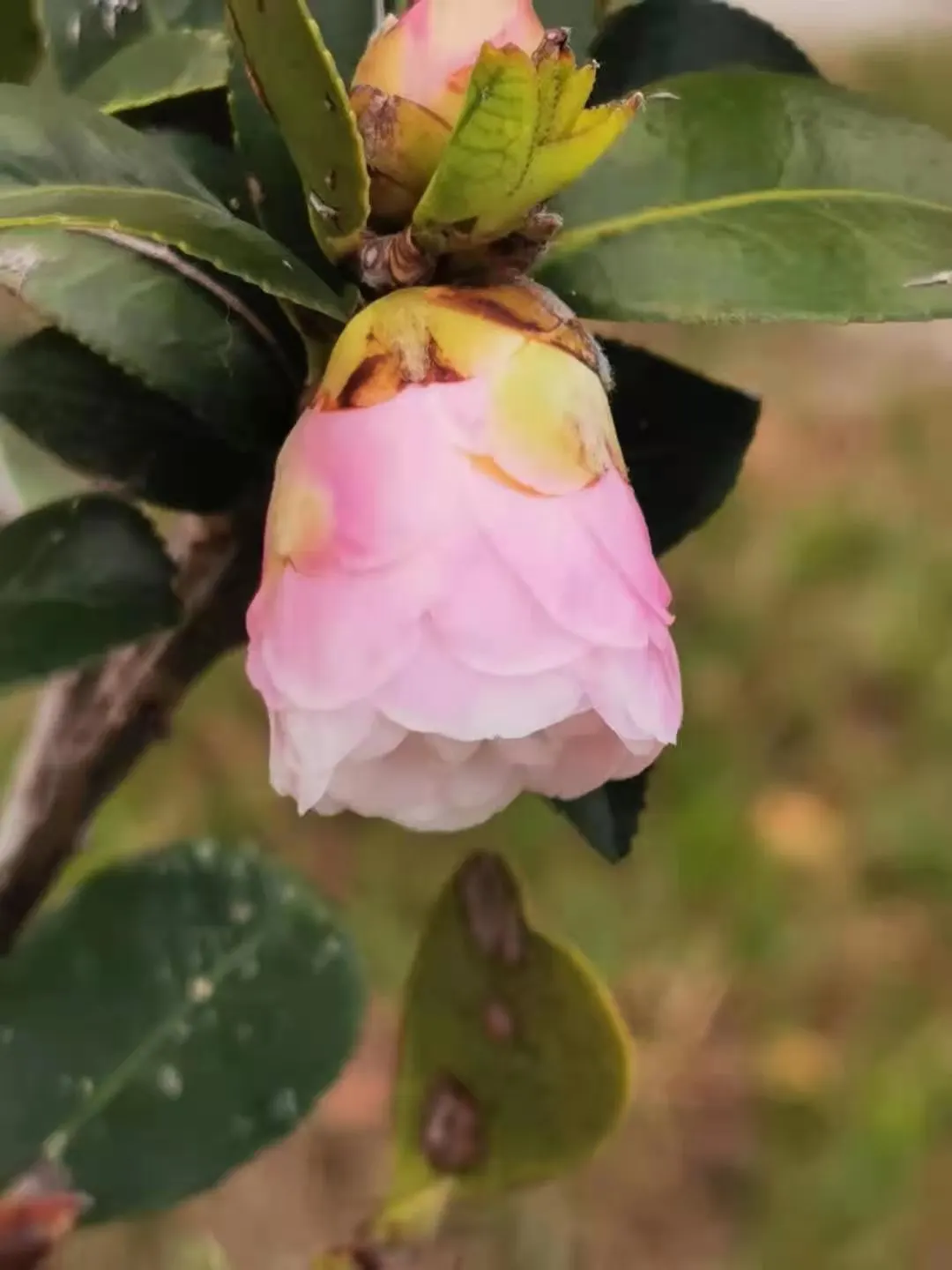 Sasanqua Camellia (Camellia Sasanqua) — commonly referred to as Sasanqua Camellia; or even container gardening, image 82