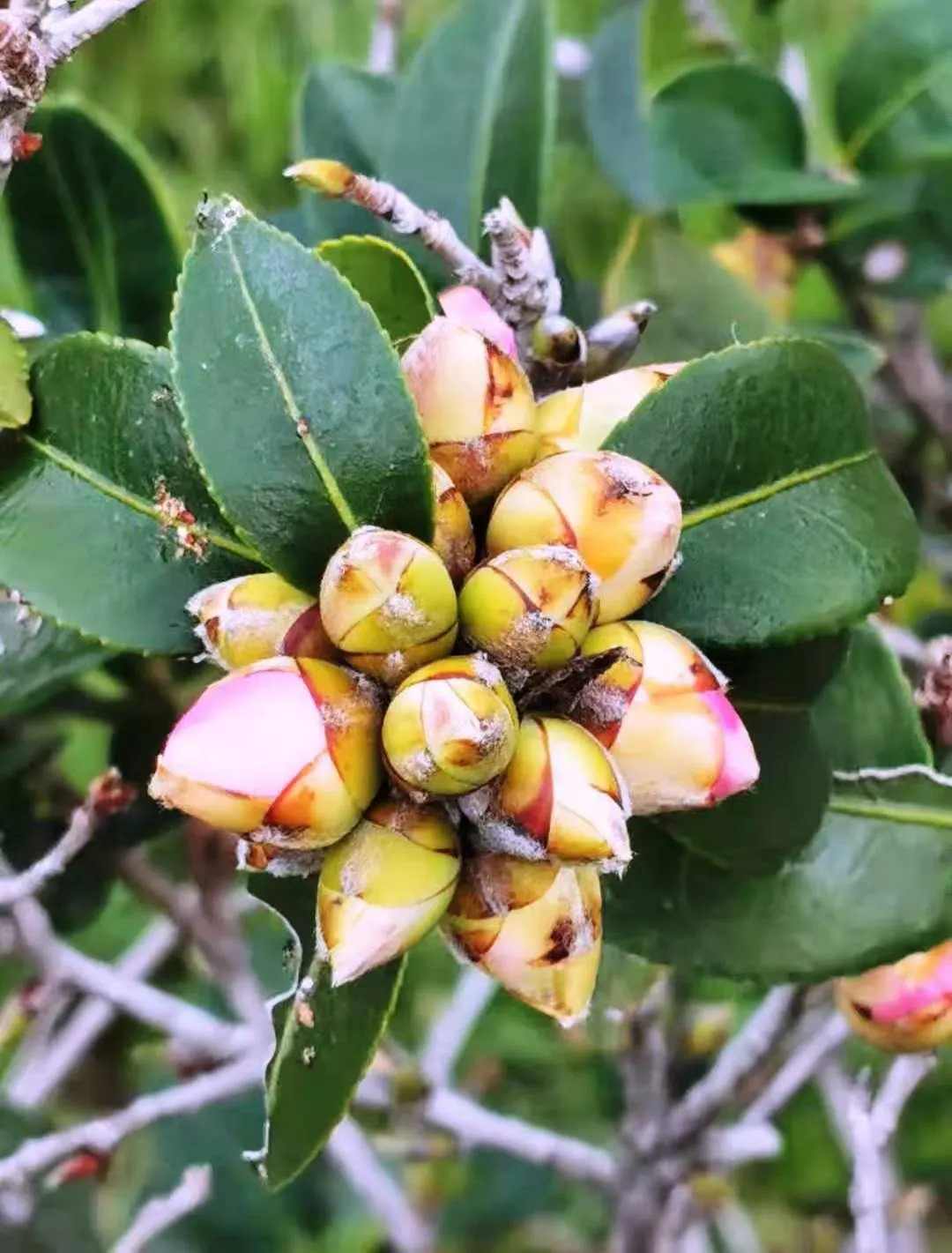 Sasanqua Camellia (Camellia Sasanqua) — or even container gardening; however, it's imperative to shelter them from intense afternoon rays