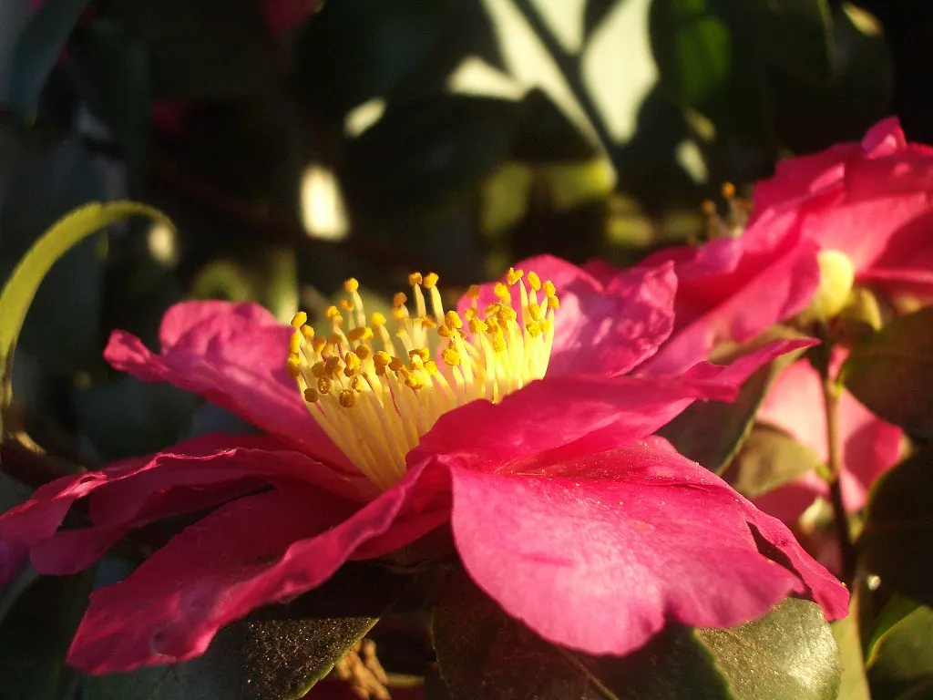 Sasanqua Camellia (Camellia Sasanqua) — Camellia sasanqua, a broad-leaved evergreen shrub, is esteemed for its elegant winter blooms