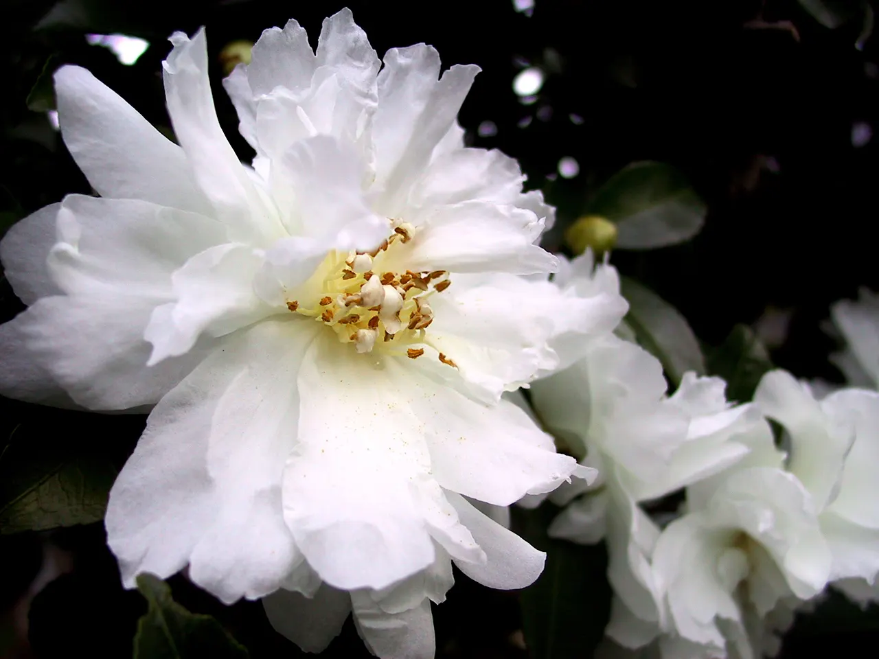 Sasanqua Camellia (Camellia Sasanqua) — it boasts an array of flower forms from simple single petals to more intricate semi-double or double, image 89