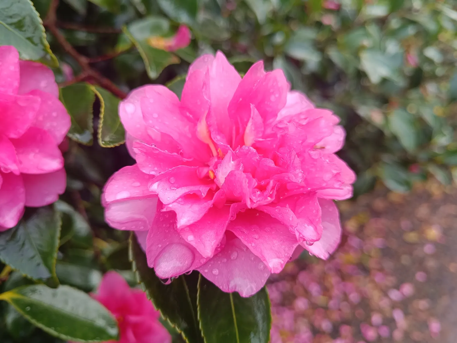 Sasanqua Camellia (Camellia Sasanqua) — The bloom size varies from about 1.5 to 3 inches in diameter; it holds great importance for its exquisite, image 66