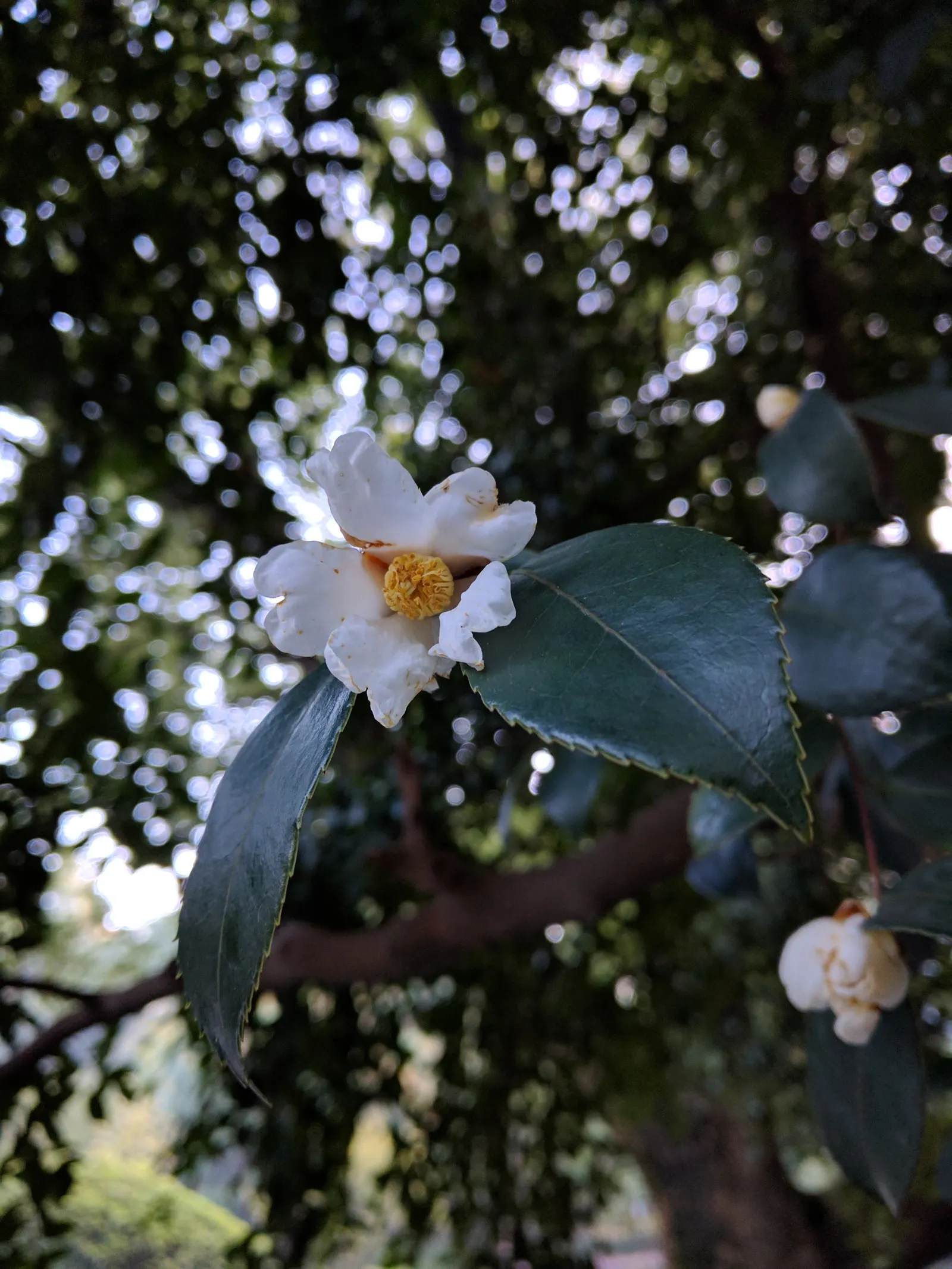 Sasanqua Camellia (Camellia Sasanqua) — easing into an attractive; and can be shaped into hedges or espaliered for decorative appeal, image 87