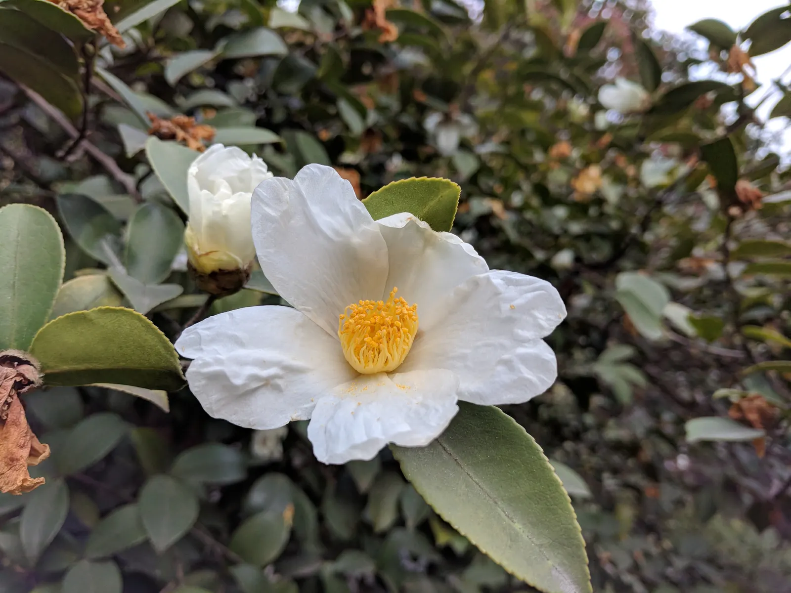 Sasanqua Camellia (Camellia Sasanqua) — it holds great importance for its exquisite blooms and glossy foliage; allowing it to be incorporated, image 84