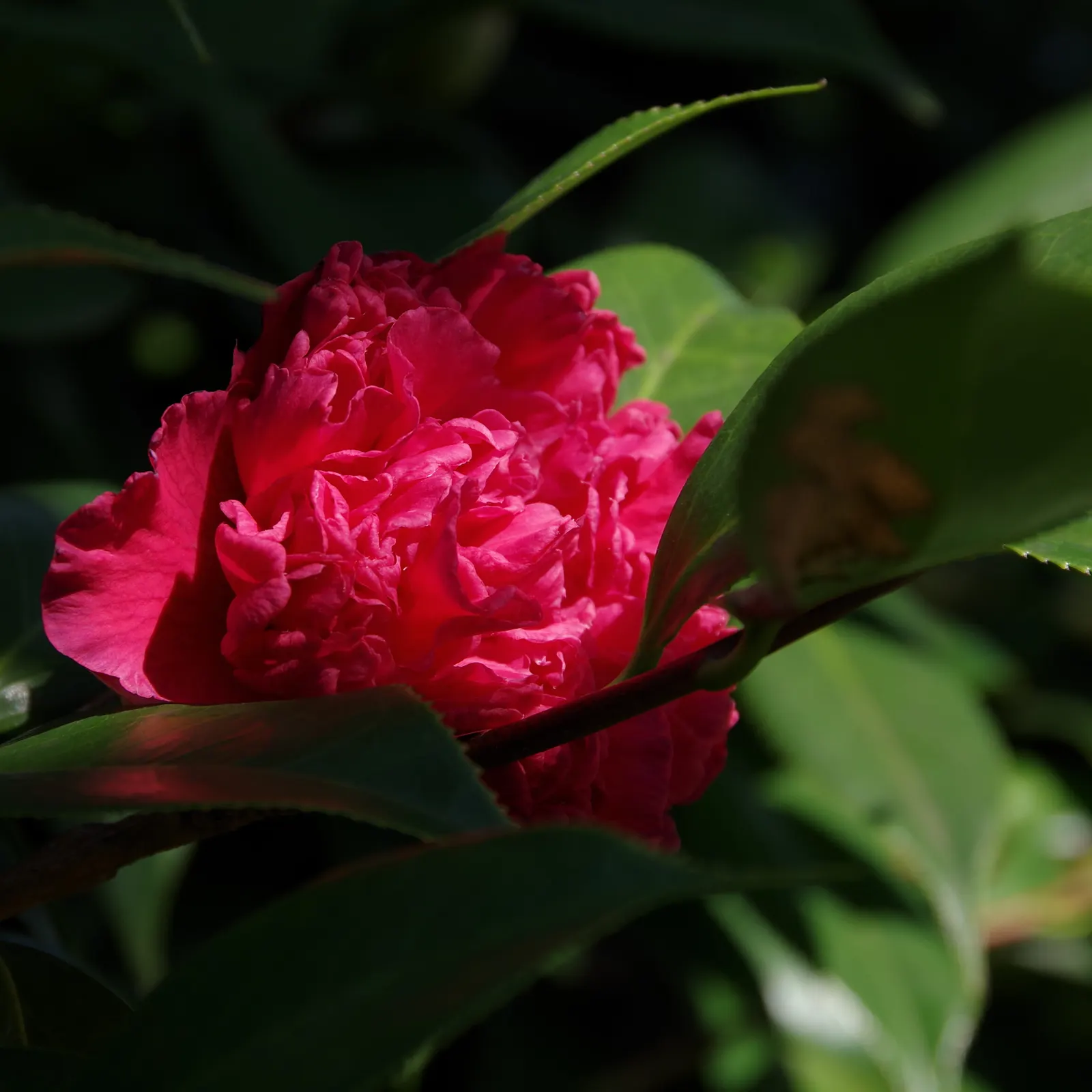 Sasanqua Camellia (Camellia Sasanqua) — allowing it to be incorporated seamlessly as both a foundation planting or an ornamental accent, image 85