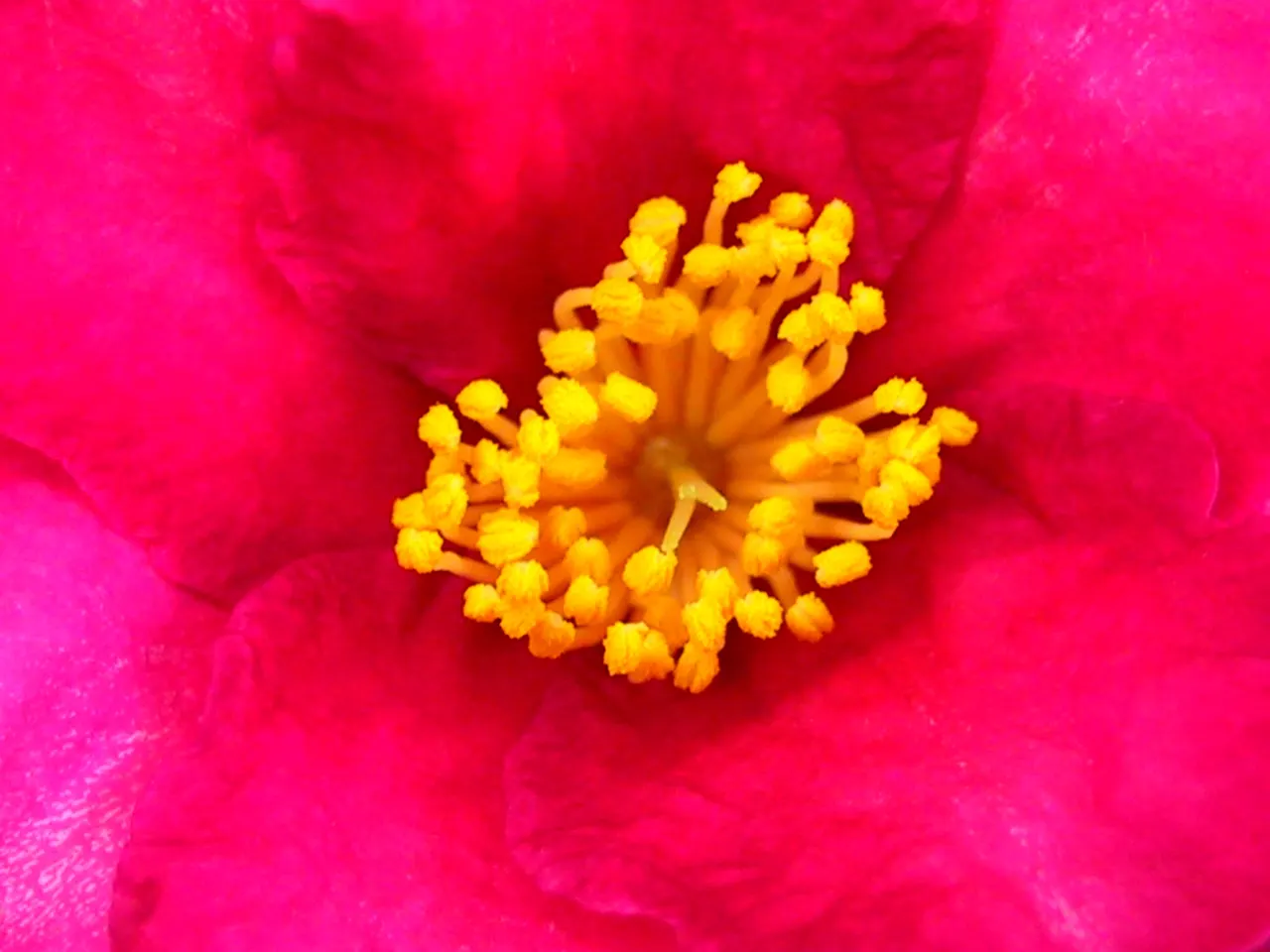 Sasanqua Camellia (Camellia Sasanqua) — preferring well-draining acidic soil with partial shade to full sun exposure; you invite a blend of classic, image 68