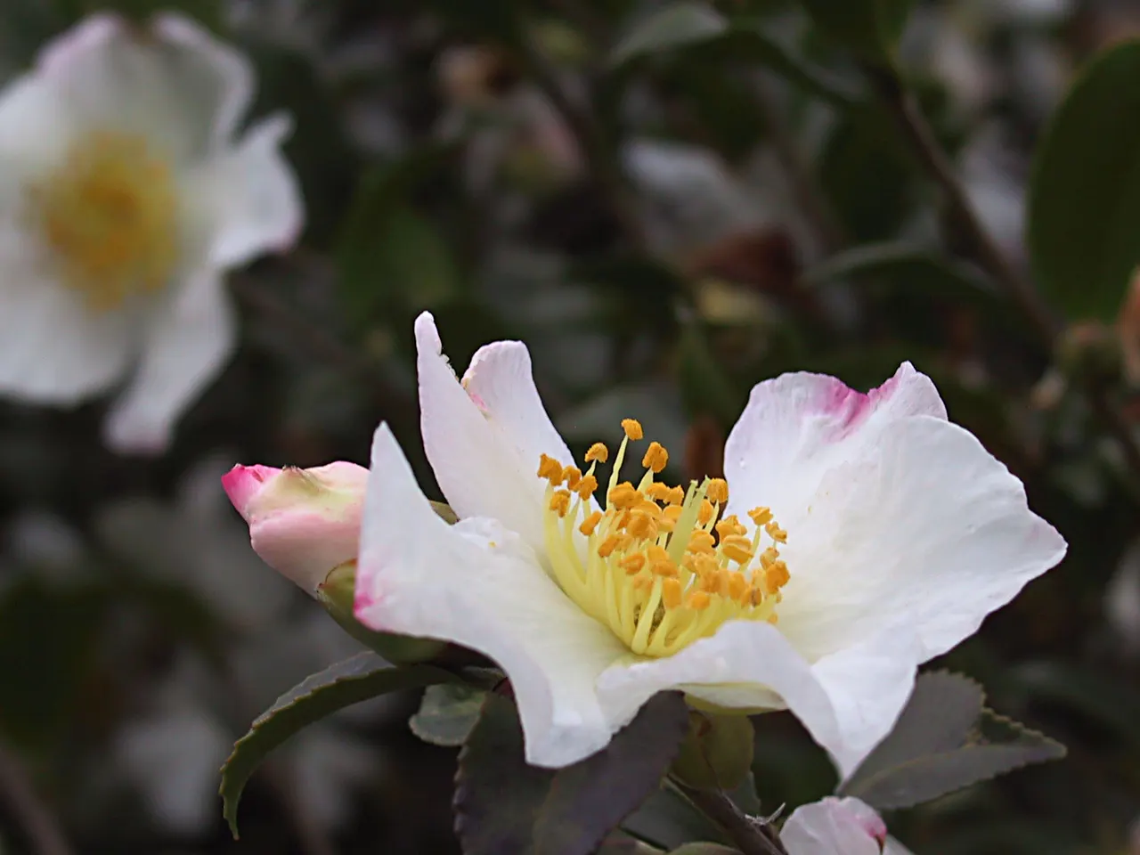 Sasanqua Camellia (Camellia Sasanqua) — Typically reaching 4-12 feet in height and 5-10 feet in width; its growth habit is upright and pyramidal, image 102