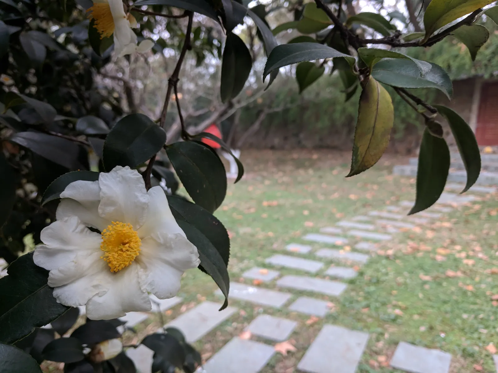 Sasanqua Camellia (Camellia Sasanqua) — you invite a blend of classic style; is an evergreen shrub renowned for its elegant beauty and versatility, image 98