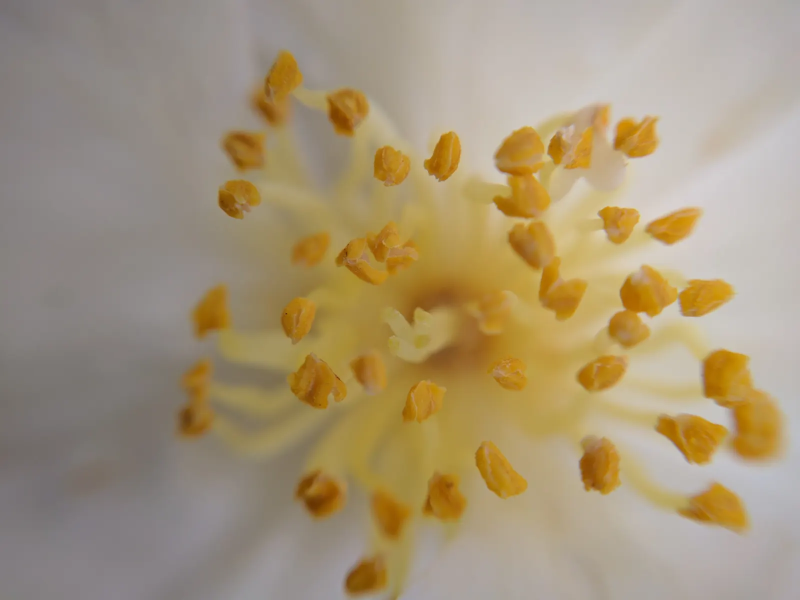 Sasanqua Camellia (Camellia Sasanqua) — or even container gardening; however, it's imperative to shelter them from intense afternoon rays, image 71