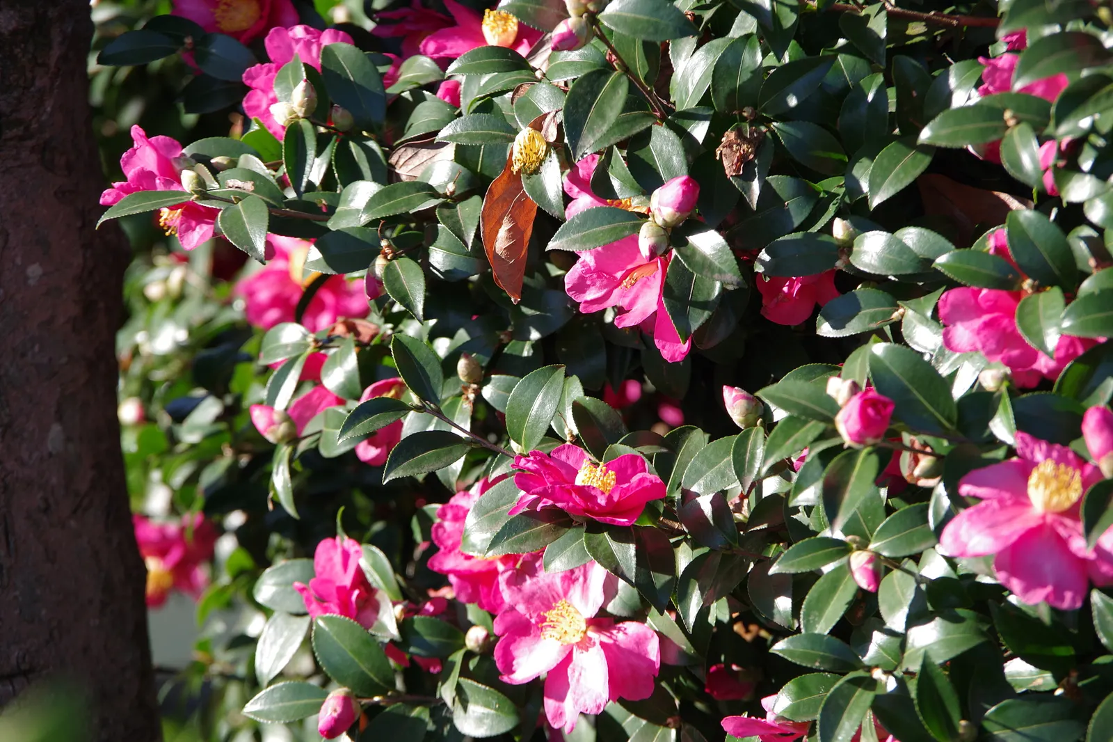Sasanqua Camellia (Camellia Sasanqua) — is an evergreen shrub renowned for its elegant beauty and versatility in landscape design; it thrives in, image 83