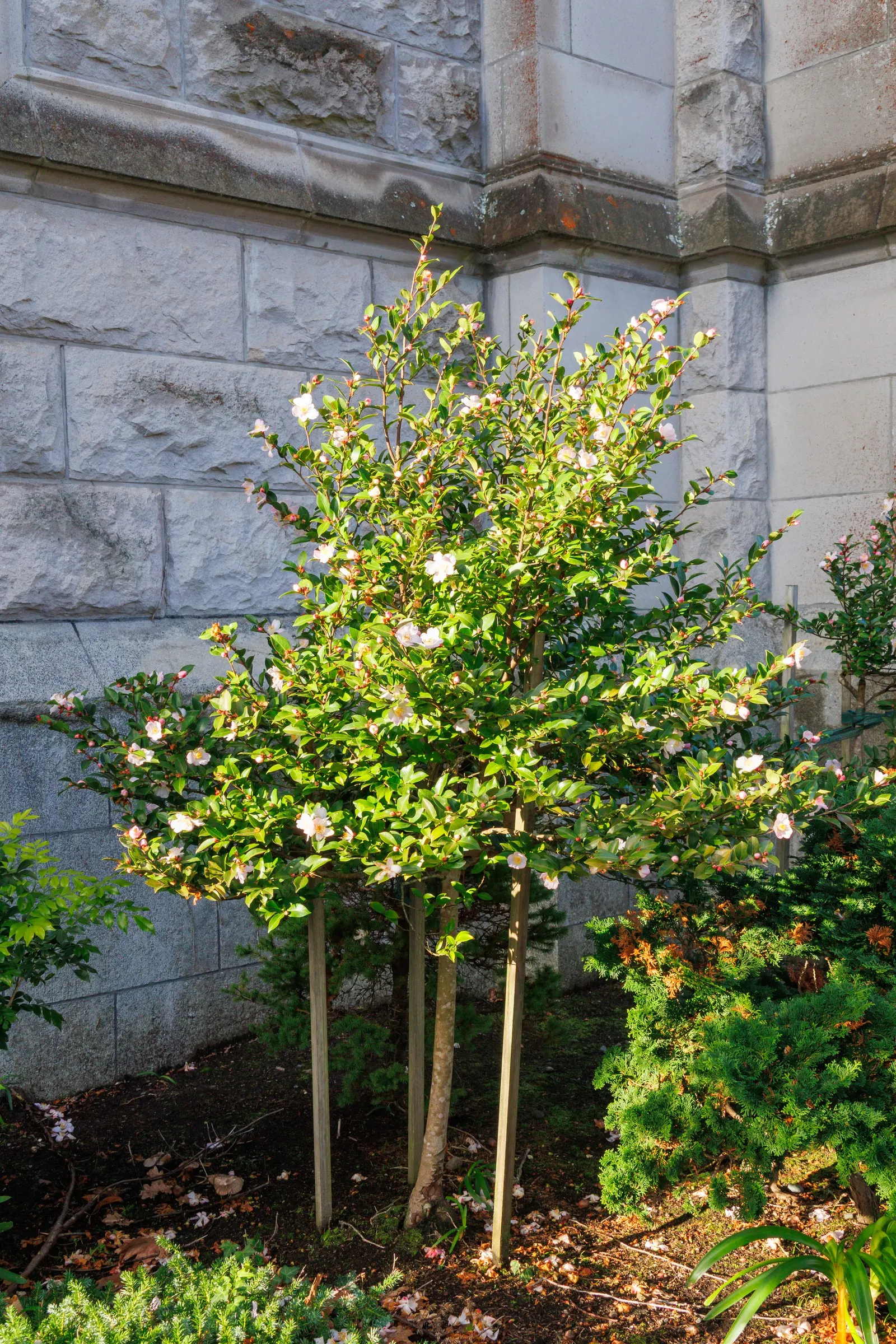 Sasanqua Camellia (Camellia Sasanqua) — is an evergreen shrub renowned for its elegant beauty and versatility in landscape design; it thrives in partial shade