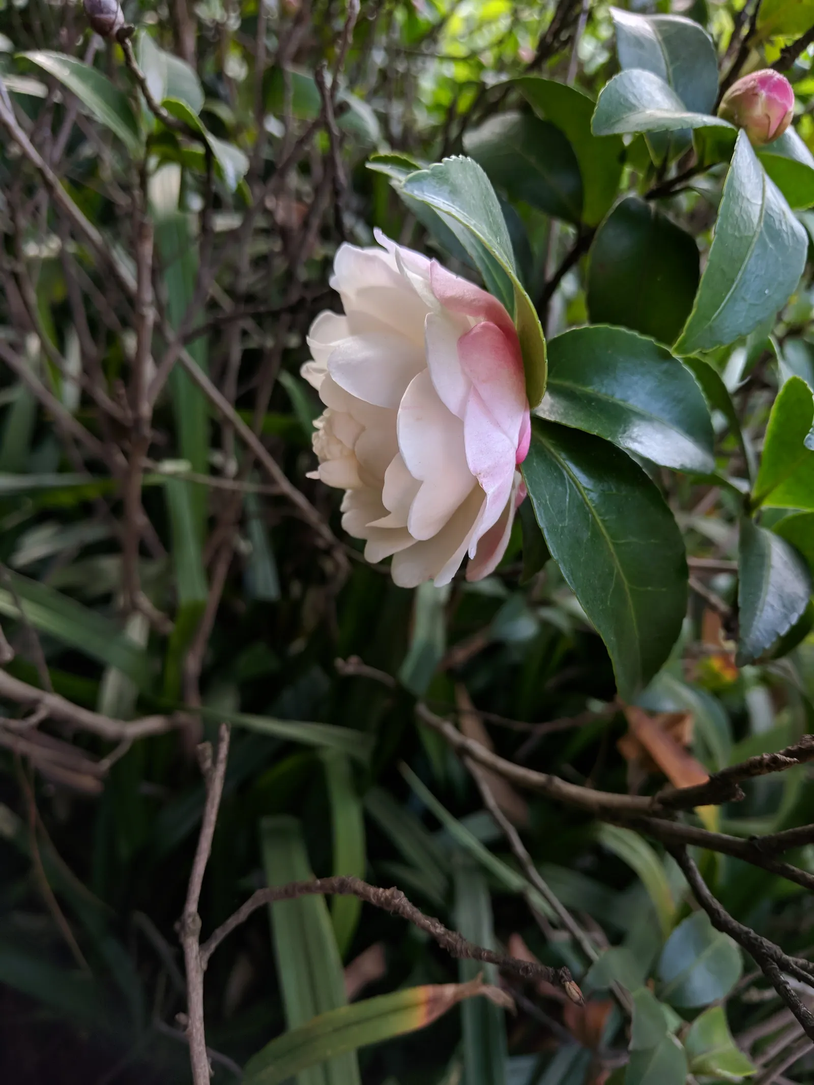 Sasanqua Camellia (Camellia Sasanqua) — To ensure robust growth and bountiful flowering; camellia sasanqua, a broad-leaved evergreen shrub, is esteemed for its