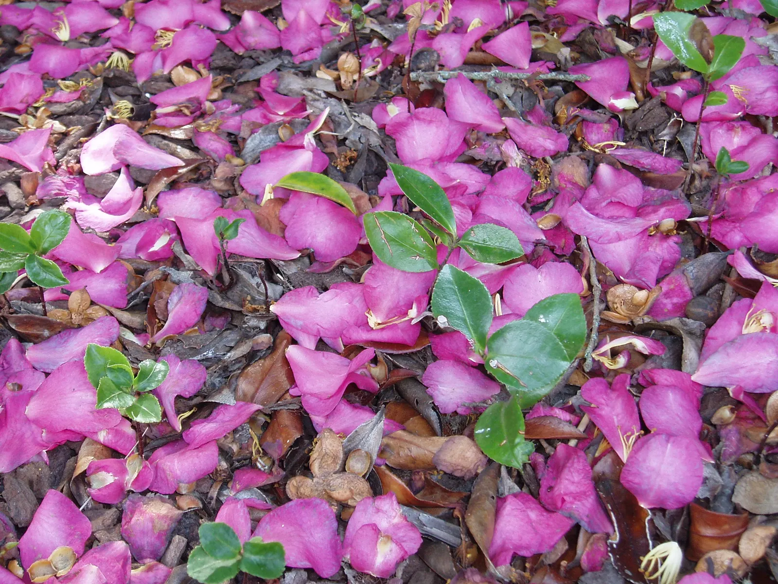 Sasanqua Camellia (Camellia Sasanqua) — Camellia sasanqua is also relatively drought-tolerant once established and requires minimal pruning