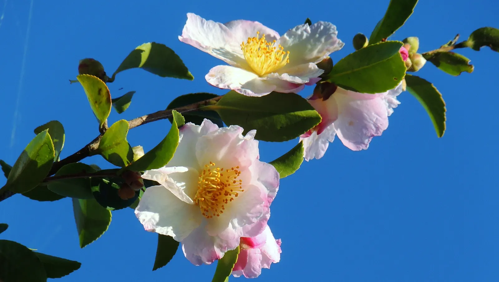 Sasanqua Camellia (Camellia Sasanqua) — This plant's glossy foliage and cascades of white; multi-colored and pink flowers in the garden, image 54