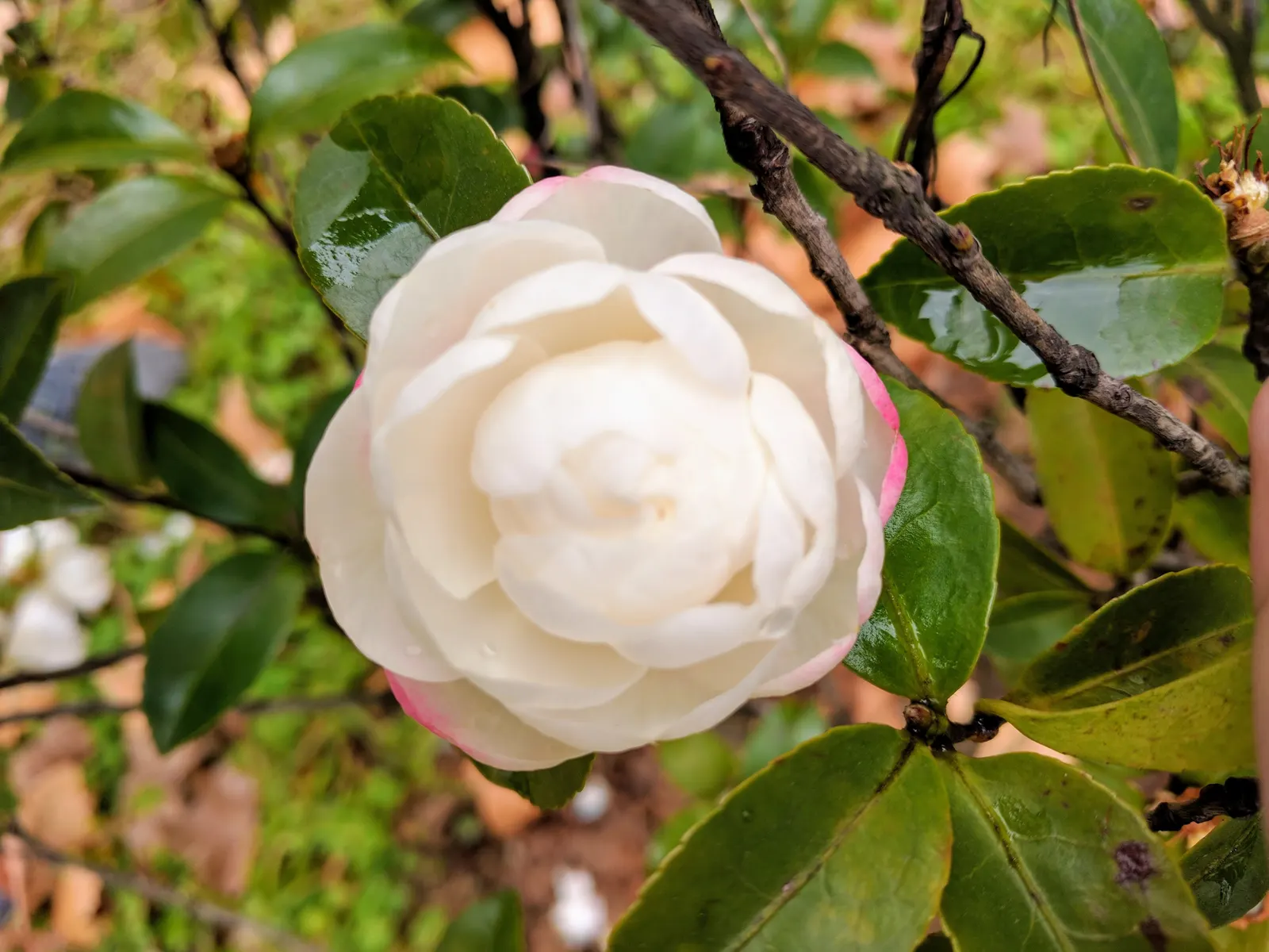 Sasanqua Camellia (Camellia Sasanqua) — Camellia sasanqua, a broad-leaved evergreen shrub, is esteemed for its elegant winter blooms; this plant's glossy