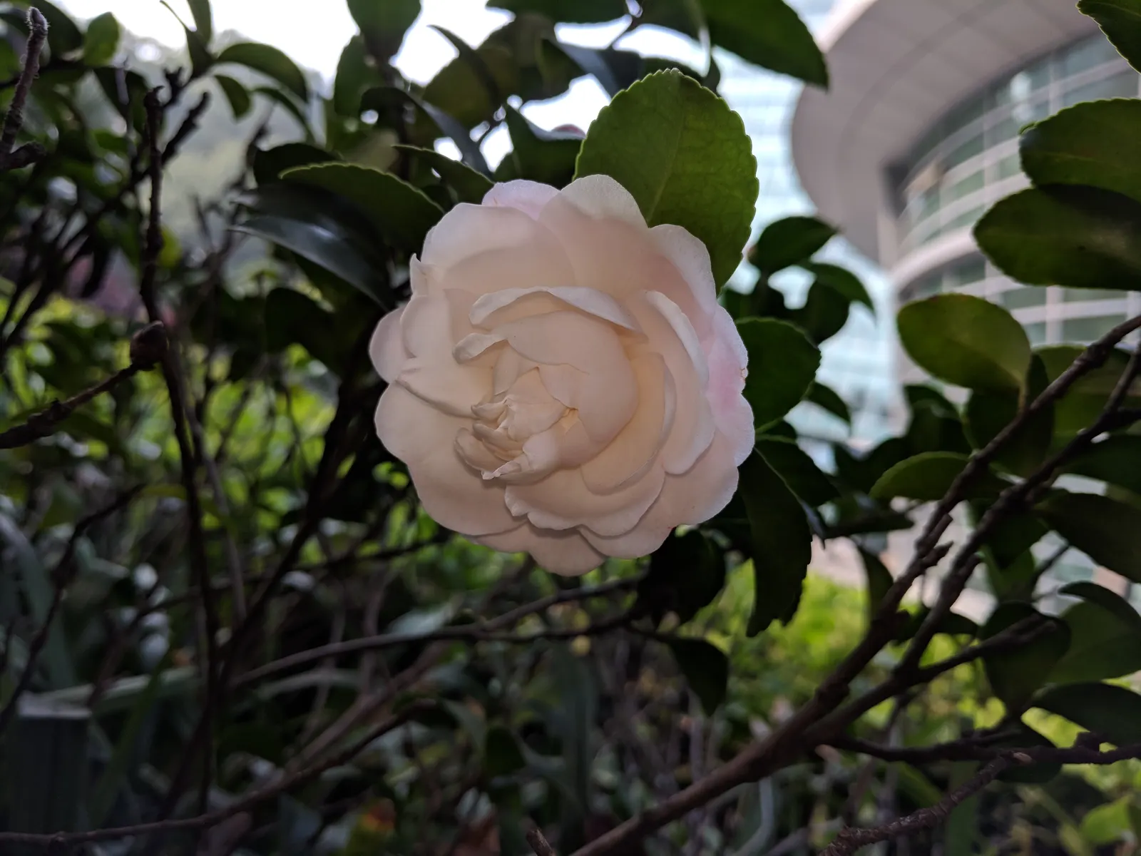 Sasanqua Camellia (Camellia Sasanqua) — The bloom size varies from about 1.5 to 3 inches in diameter; it holds great importance for its exquisite blooms and