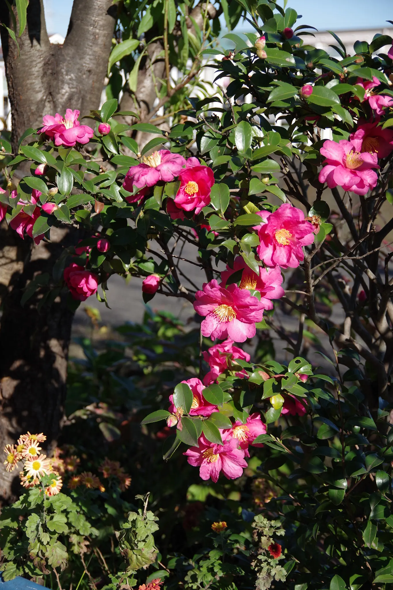 Sasanqua Camellia (Camellia Sasanqua) — To ensure robust growth and bountiful flowering; camellia sasanqua, a broad-leaved evergreen shrub, is, image 72