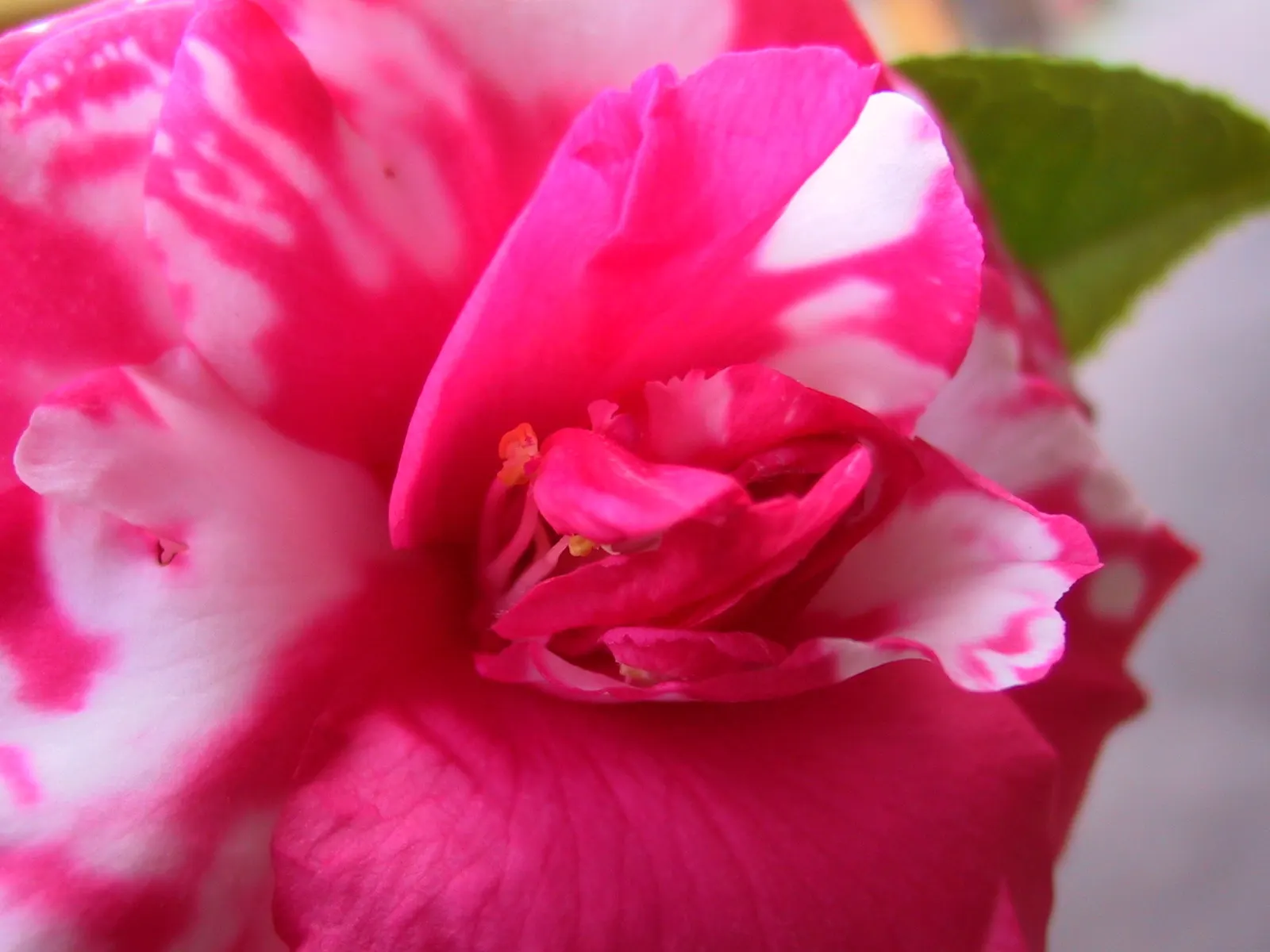 Sasanqua Camellia (Camellia Sasanqua) — and year-round interest with its evergreen demeanor and seasonal floral charm; with colors ranging from pure white to