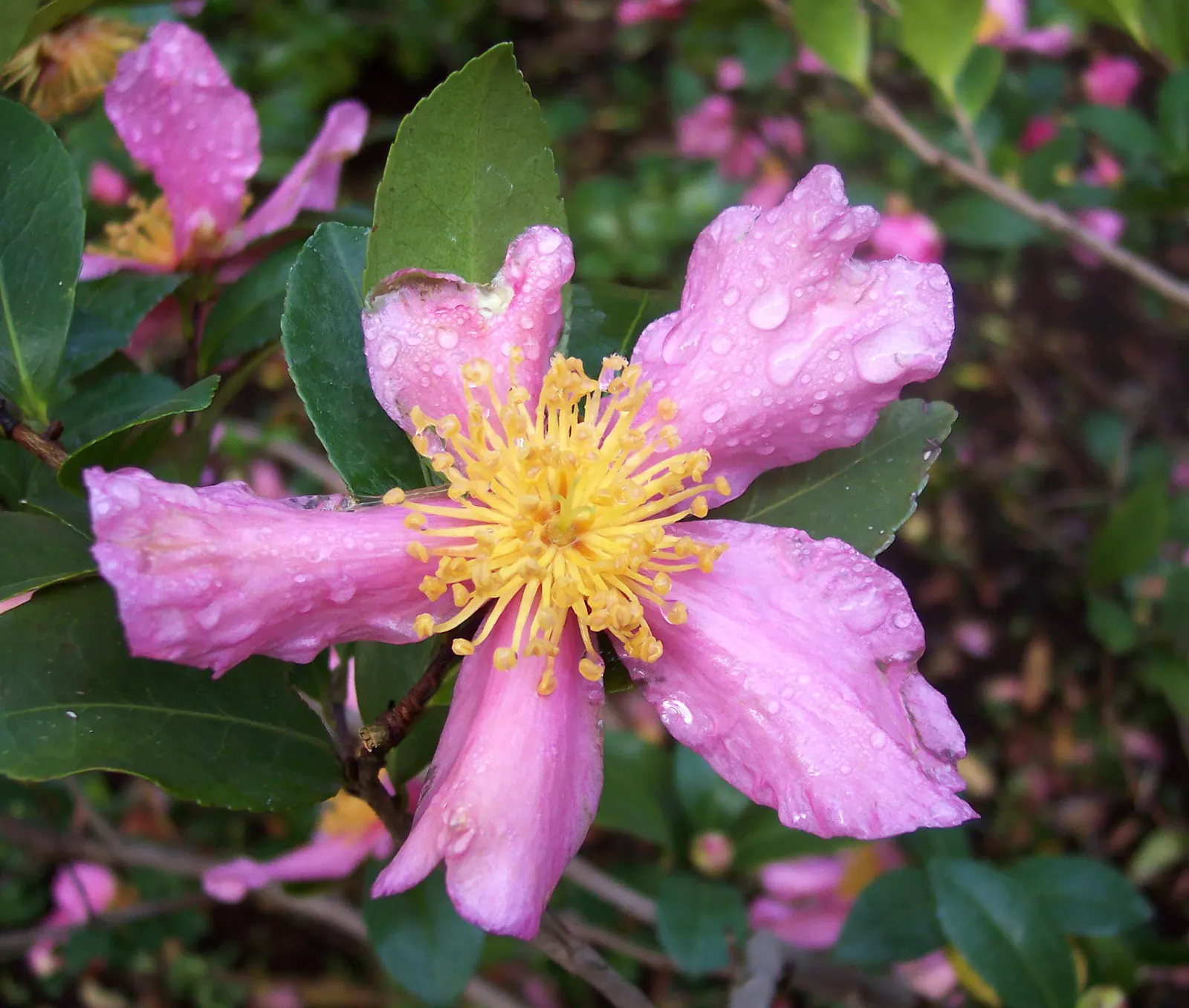 Sasanqua Camellia (Camellia Sasanqua) — To ensure robust growth and bountiful flowering; camellia sasanqua, a broad-leaved evergreen shrub, is, image 97