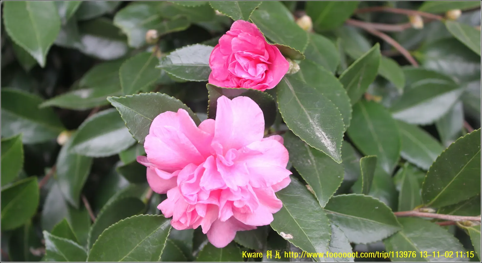 Sasanqua Camellia (Camellia Sasanqua) — allowing it to be incorporated seamlessly as both a foundation planting or an ornamental accent, image 60