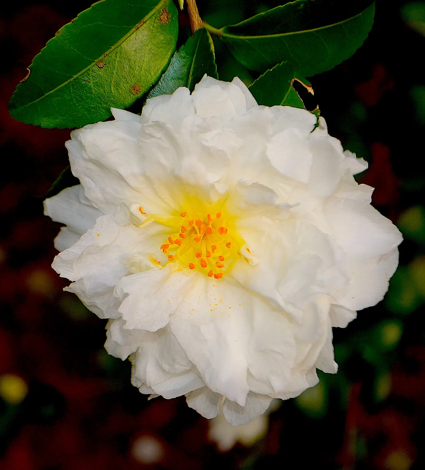 Sasanqua Camellia (Camellia Sasanqua) — Typically reaching 4-12 feet in height and 5-10 feet in width; its growth habit is upright and pyramidal, image 77