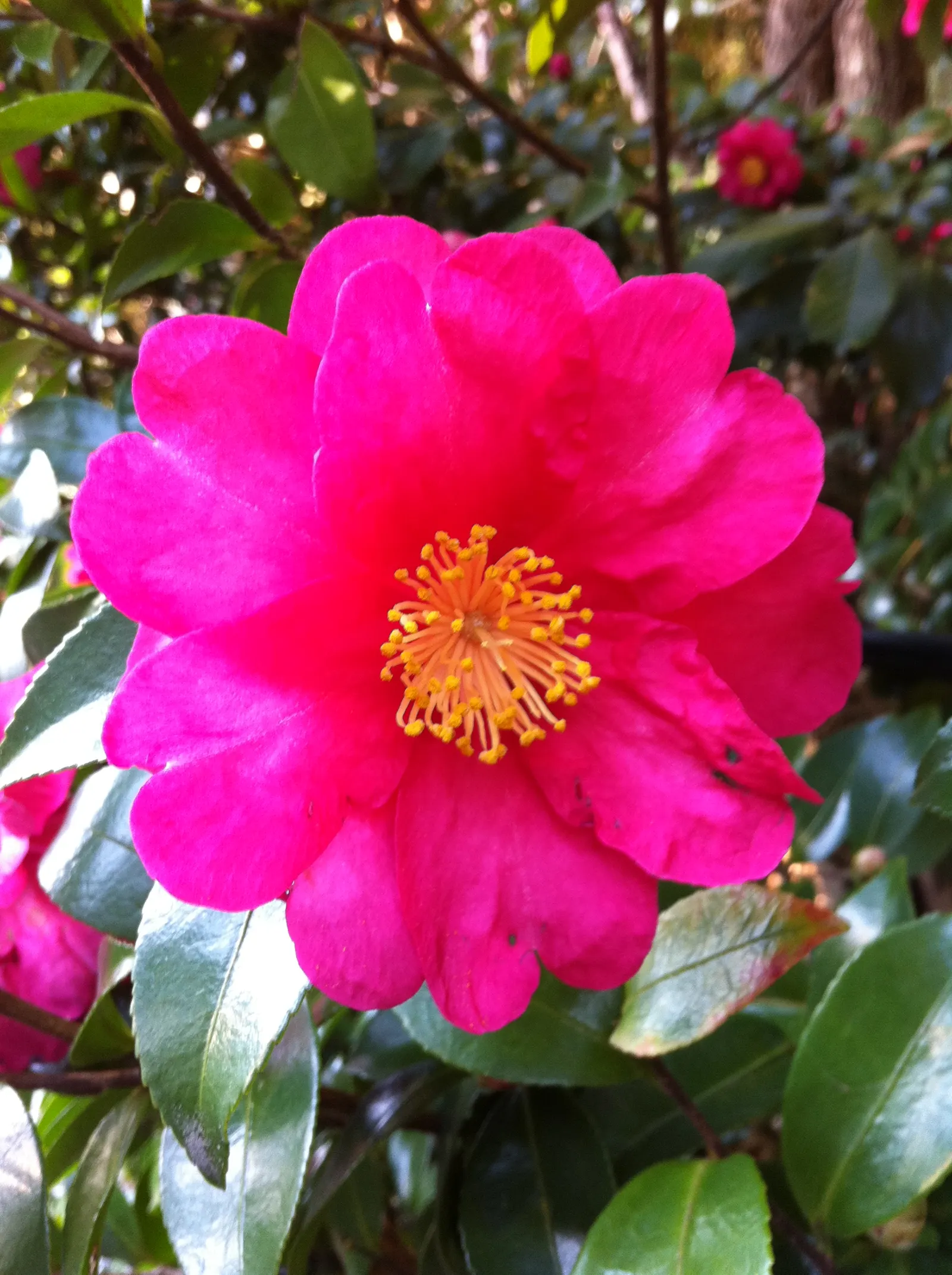 Sasanqua Camellia (Camellia Sasanqua) — with colors ranging from pure white to deep pink shades