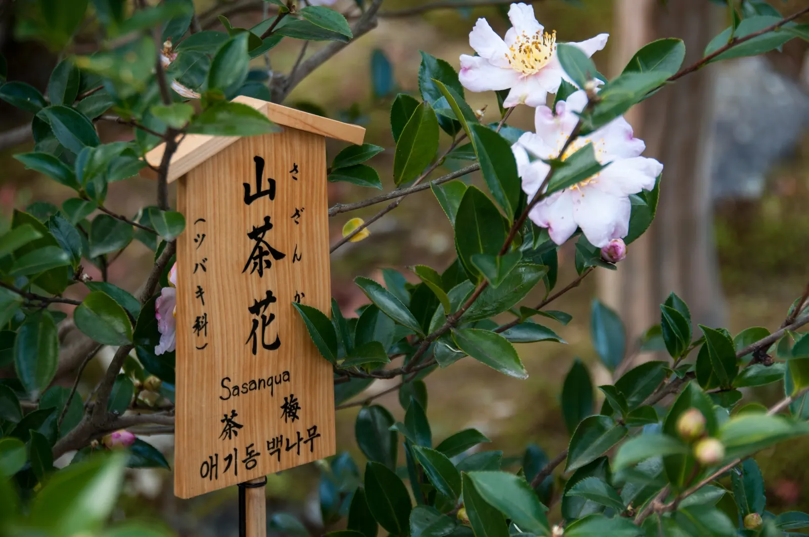 Sasanqua Camellia (Camellia Sasanqua) — it holds great importance for its exquisite blooms and glossy foliage; allowing it to be incorporated seamlessly as