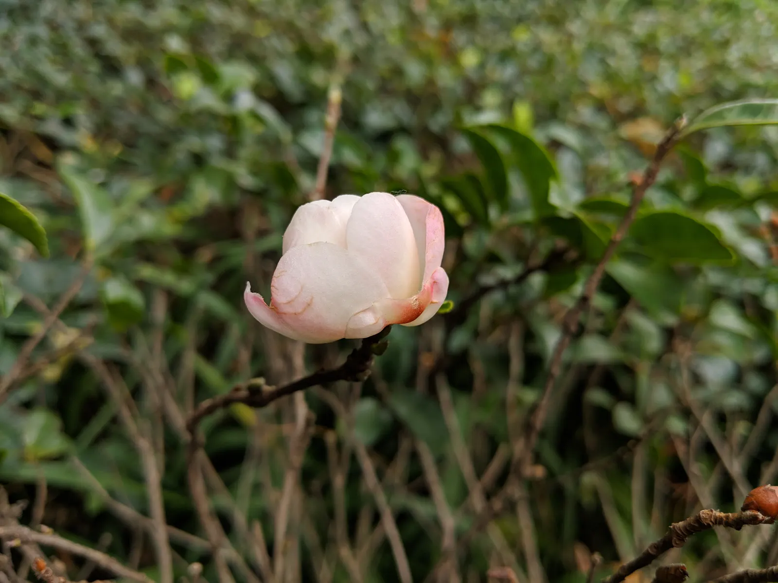 Sasanqua Camellia (Camellia Sasanqua) — This plant's glossy foliage and cascades of white