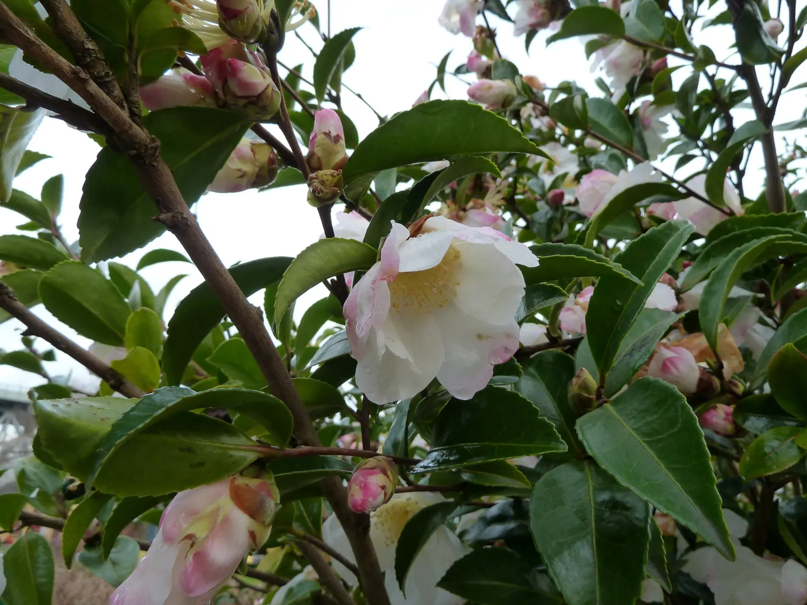 Sasanqua Camellia (Camellia Sasanqua) — or red petals offer a stunning contrast in cool-season gardens
