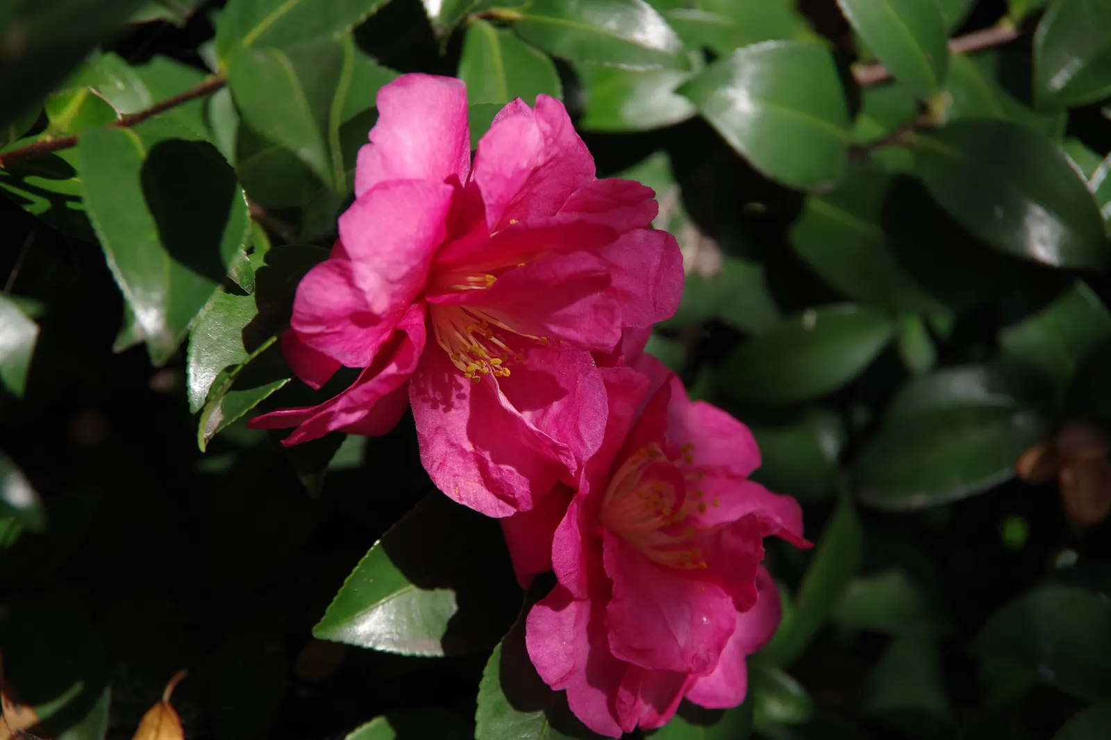 Sasanqua Camellia (Camellia Sasanqua) — Camellia sasanqua, a broad-leaved evergreen shrub, is esteemed for its elegant winter blooms; this plant's, image 51